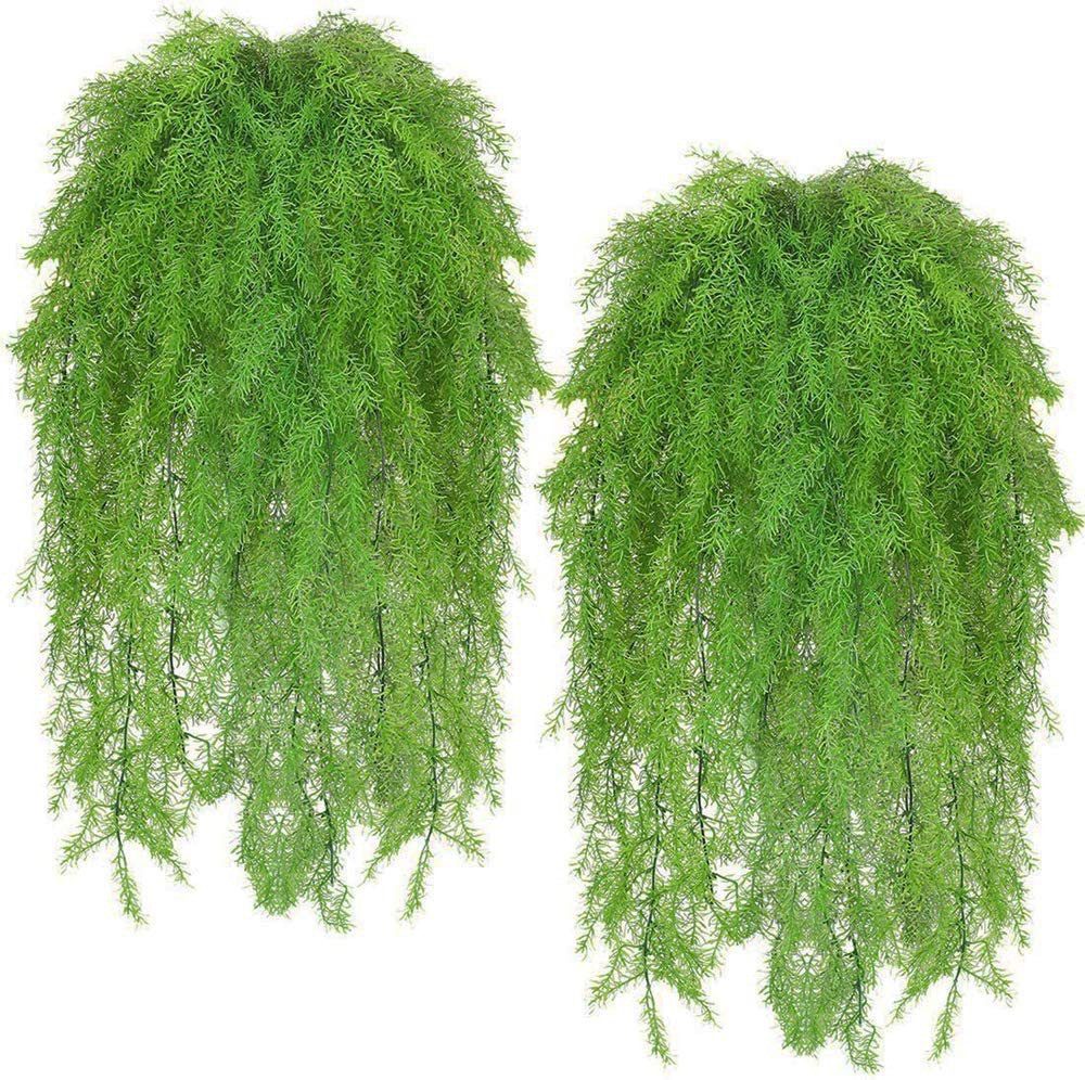 hecke portugiesischer kirschlorbeer Portugiesischer Kirschlorbeer kaufen