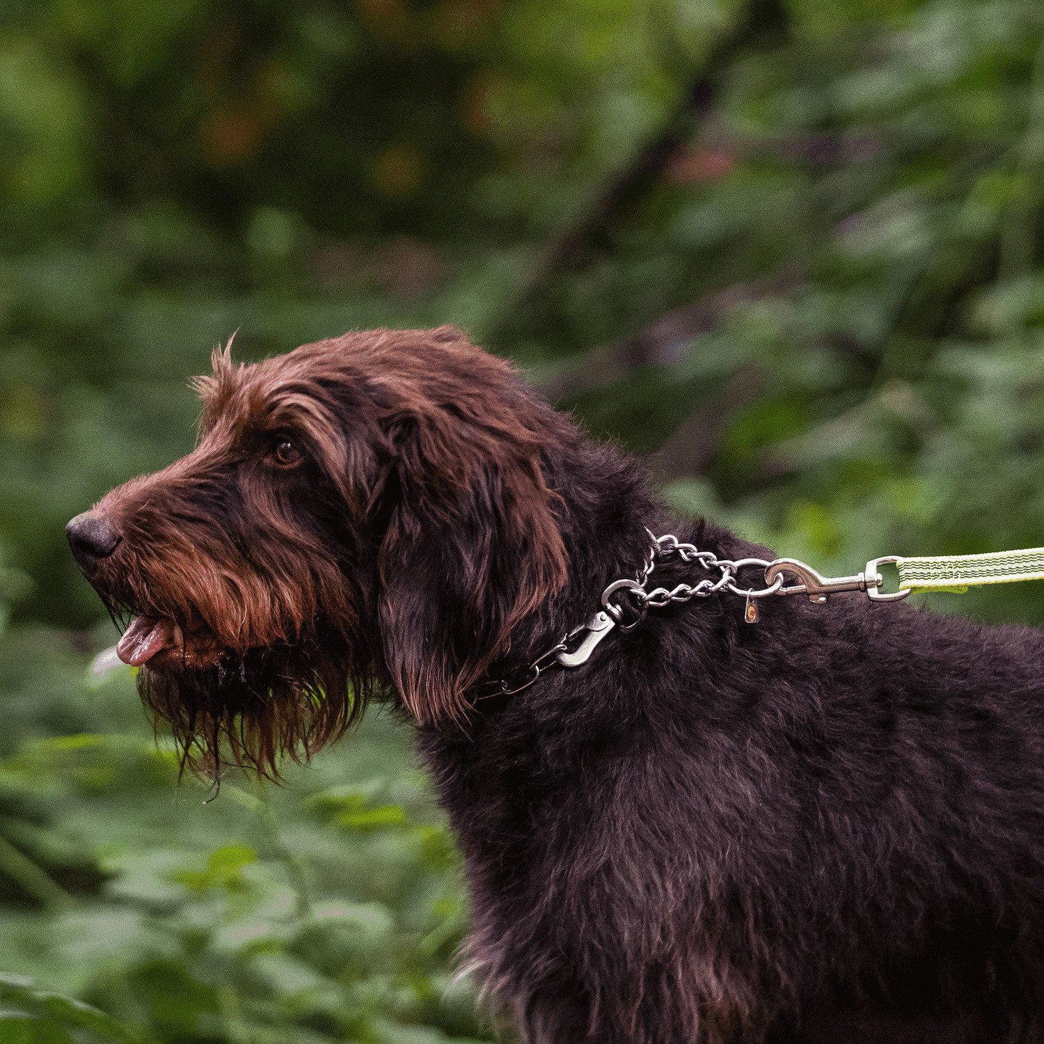 SPRENGER STACHELWÜRGER EDELSTAHL 2,25MM Teckel Terrier | Sonstiges | Zubehör & Ausbildung | mit Qualität ideal zur Jagdhundeprüfung