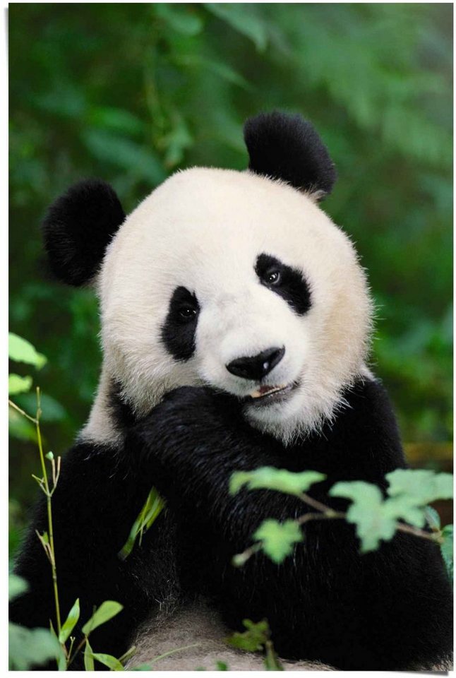 Reinders! Poster Dschungel Panda, (1 St)
