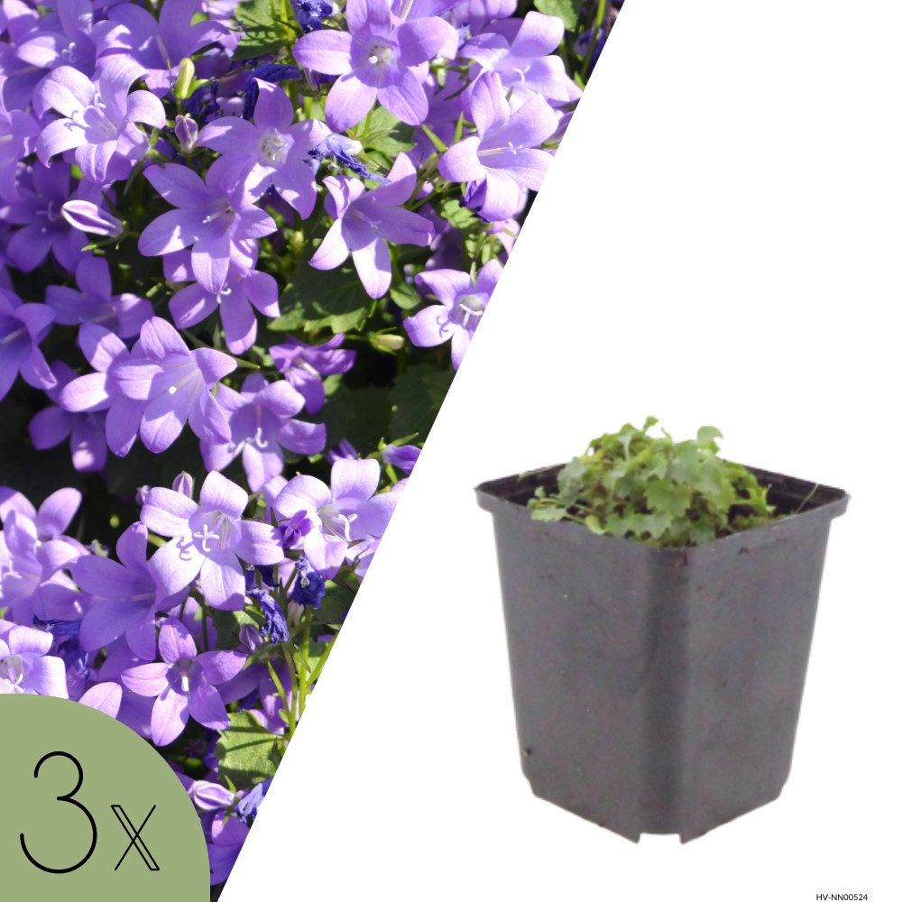 NatureNest Kübelpflanzen Glockenblume, Set 3 Pflanzen, Campanula portenschlagiana, Bodendecker