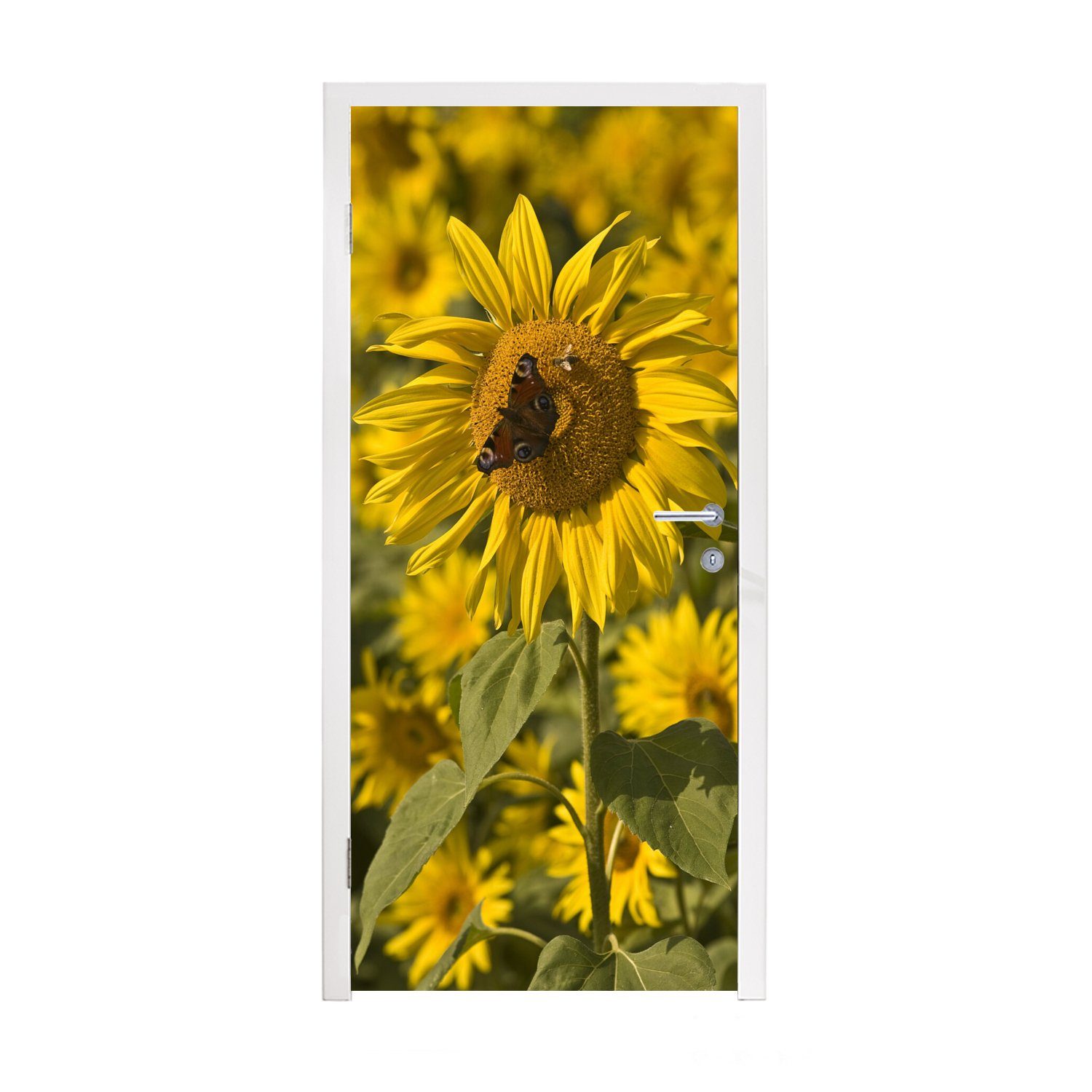 einer für Fototapete Türaufkleber, Tür, 75x205 (1 Tagpfauenauge bedruckt, Schmetterling Matt, Sonnenblume, Türtapete auf St), MuchoWow cm