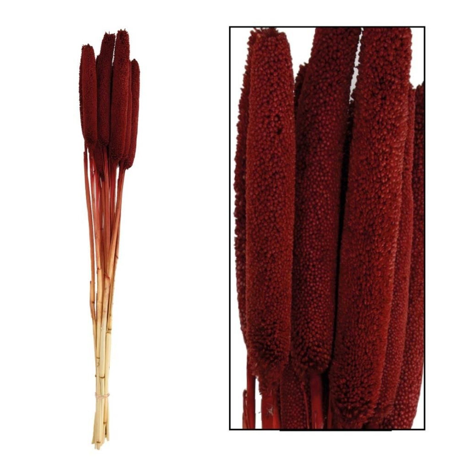 Trockenblume Perlhirse Pennisetum - 70x15x5 Glaucum DIJK cm - Stück, 10 rot - Babala 