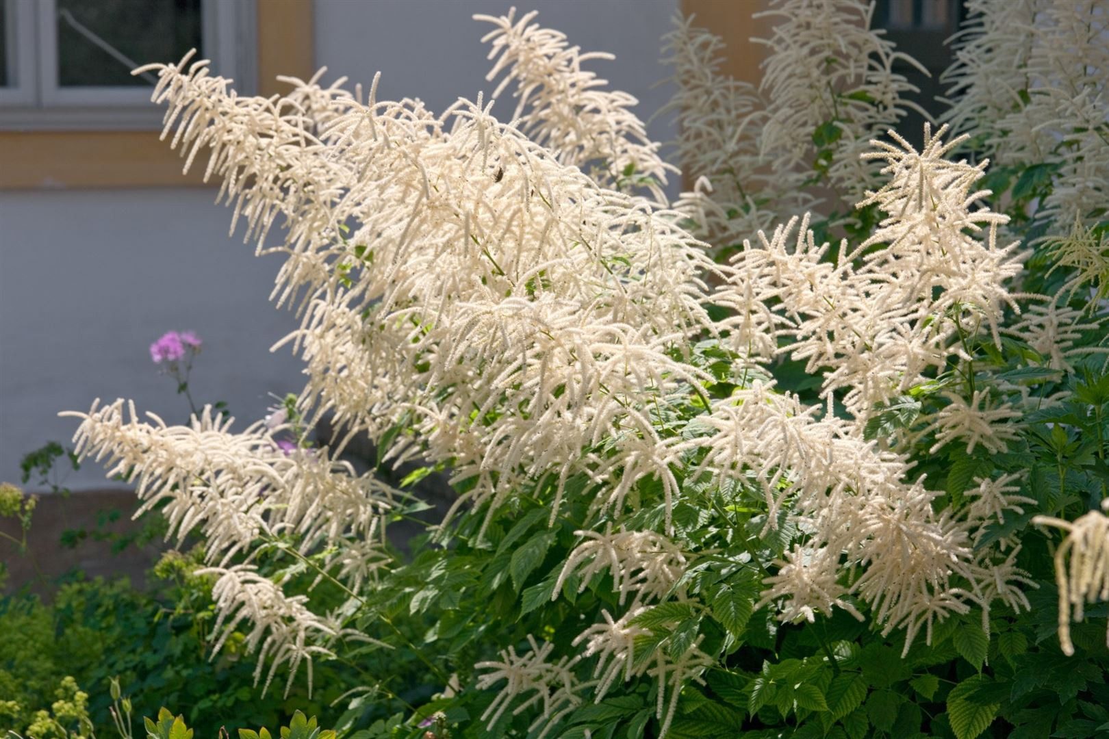 Pflanzen für Dich Staude Aruncus dioicus, 1 St., Wald-Geißbart, Geißbart, Waldspiere – Bild 3 von 5