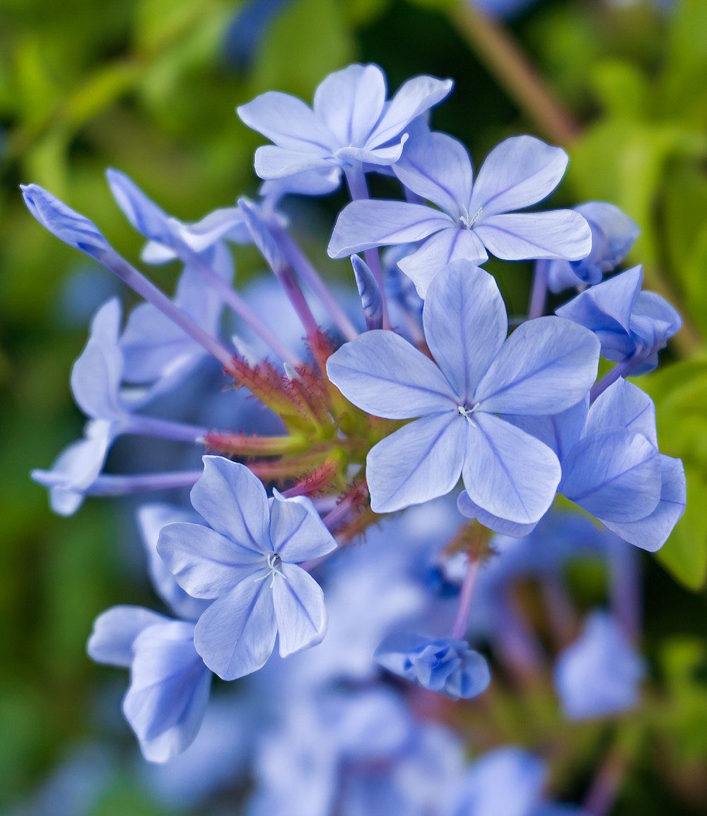BALDUR Garten Zierstrauch Stämmchen 'Plumbago', im 1,5-Liter Topf, 1 St., Auriculata, pflegeleicht, kübelgeeignet
