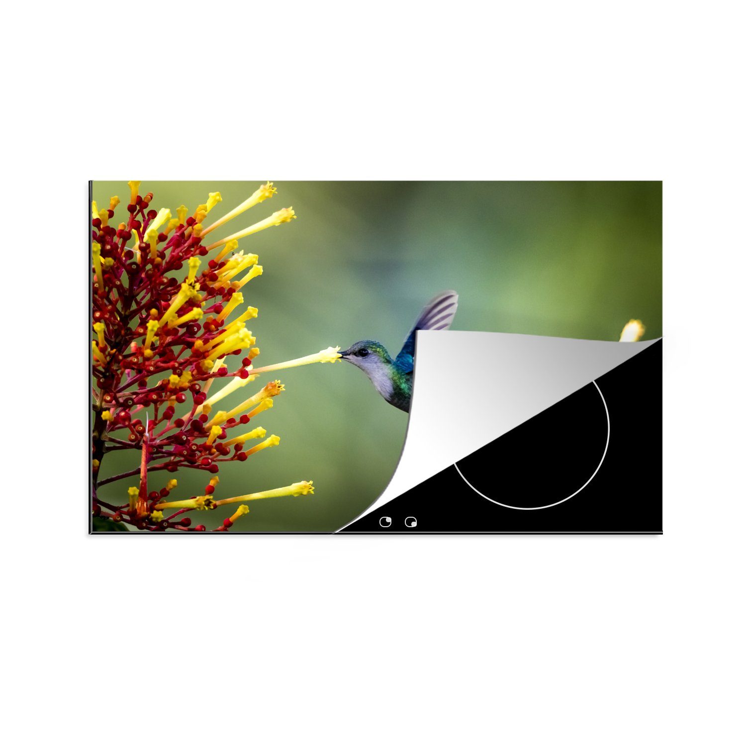 MuchoWow Herdblende-/Abdeckplatte Kolibri frisst Blüteninhalt, Vinyl, (1 tlg), 81x52 cm, Induktionskochfeld Schutz für die küche, Ceranfeldabdeckung