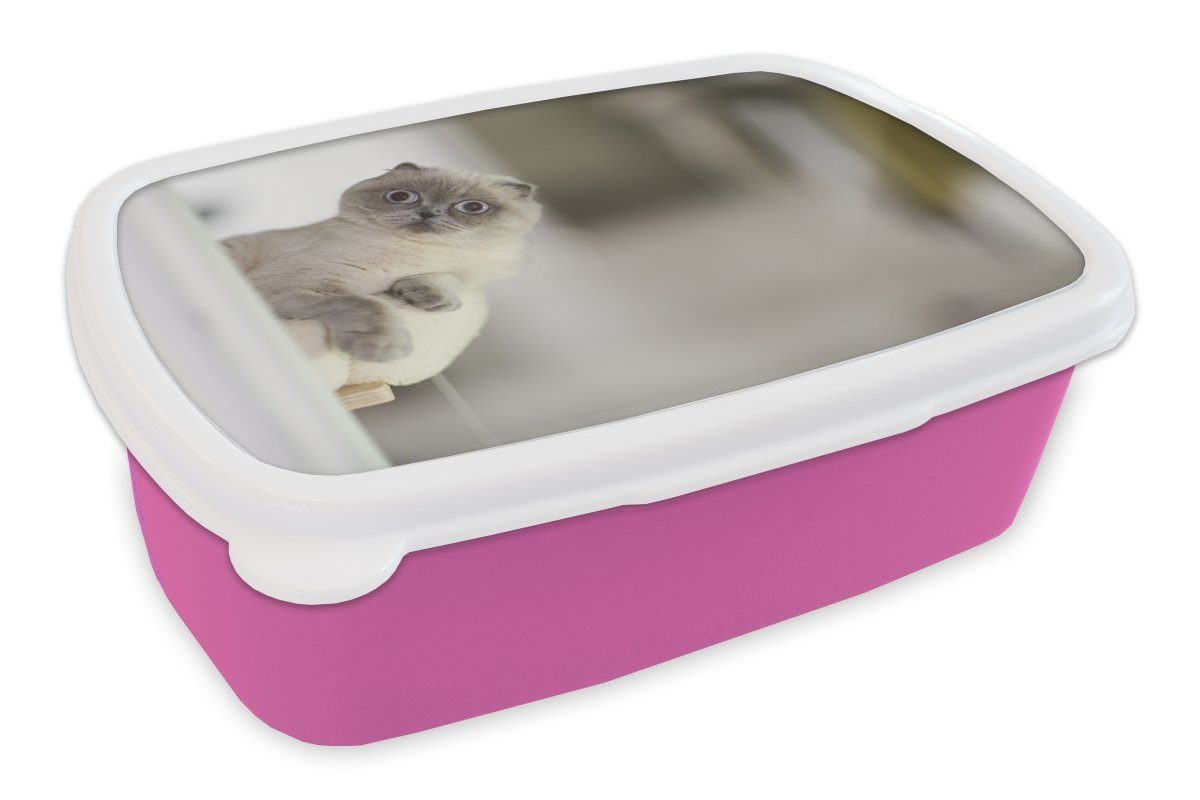 Kunststoff Brotdose Brotbox rosa Mädchen, Katze - (2-tlg), für Lunchbox MuchoWow - Kunststoff, Wohnzimmer, Erwachsene, Tier Kinder, Snackbox,