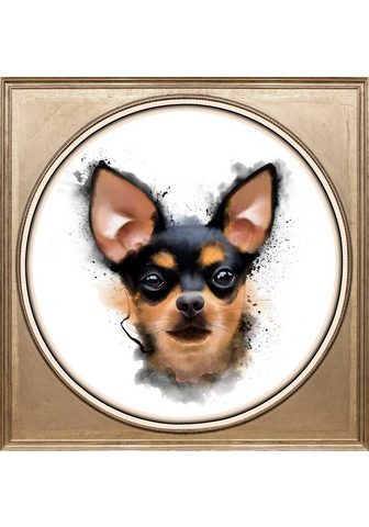  Kартина »Chihuahua«