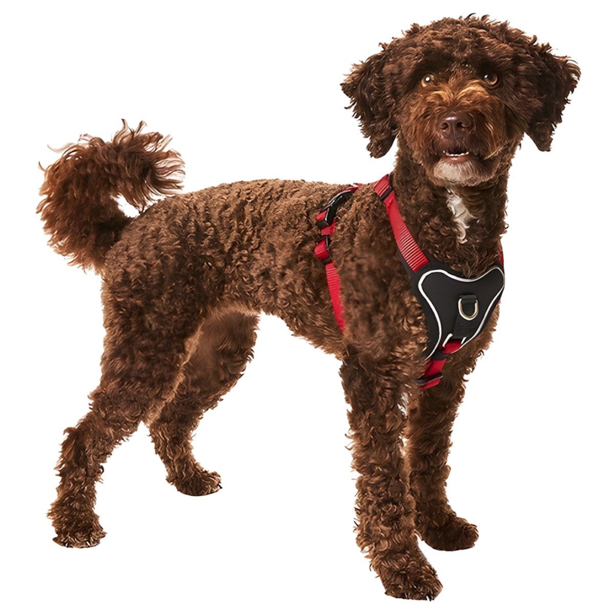 Wolters Hunde-Geschirr Geschirr Professional Comfort rot/schwarz günstig online kaufen