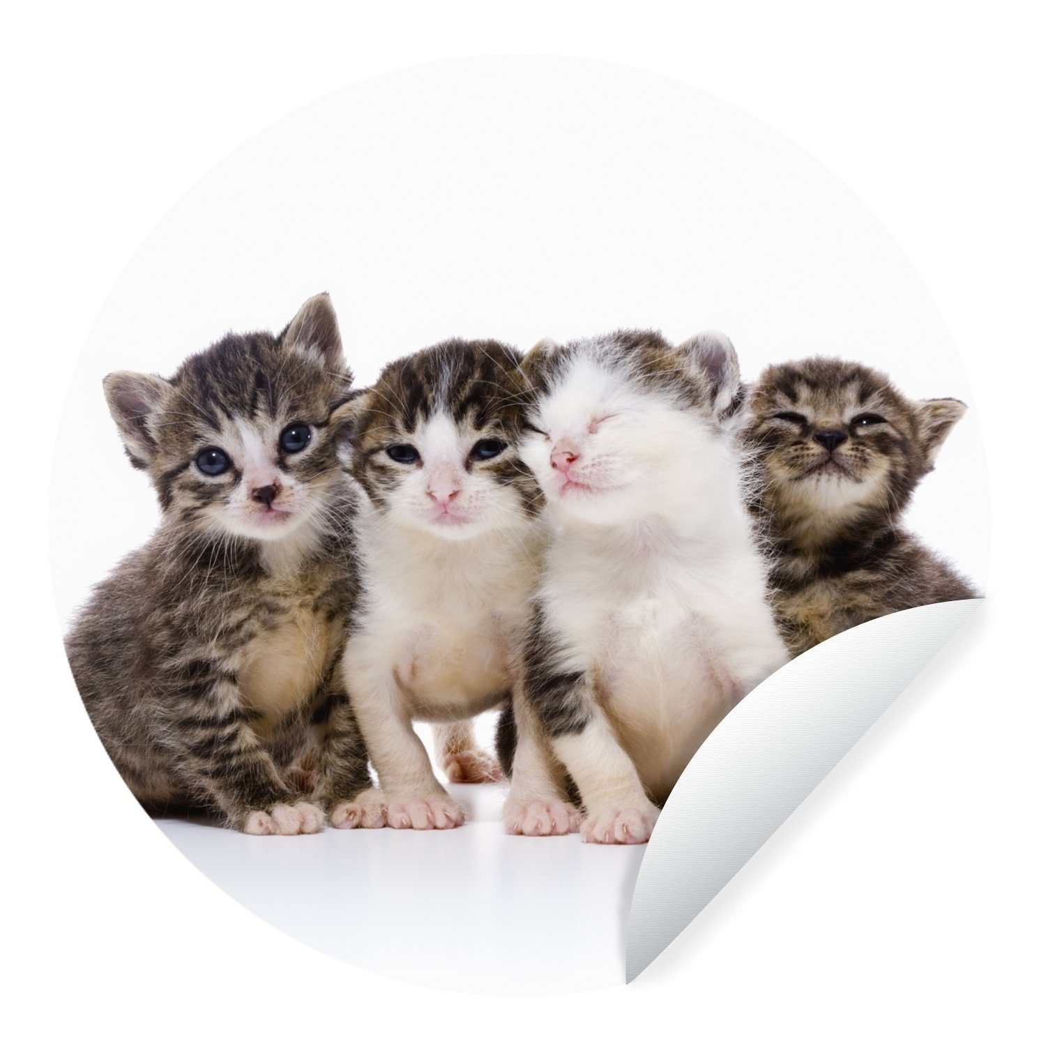 MuchoWow Wandsticker Katze - Haustiere - Fell - Porträt (1 St), Tapetenkreis für Kinderzimmer, Tapetenaufkleber, Rund, Wohnzimmer