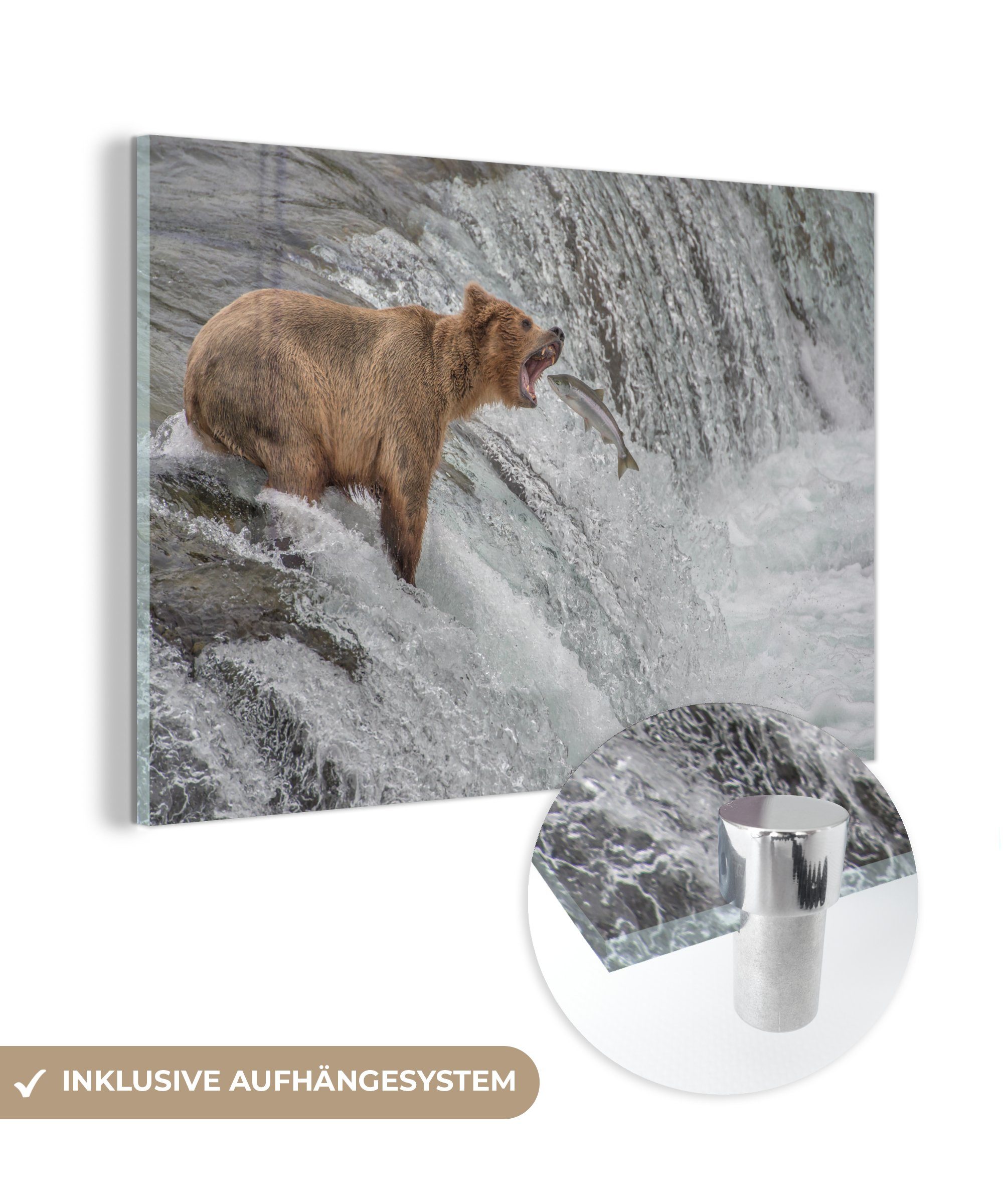 MuchoWow Acrylglasbild Bild eines Grizzlybären, der sich in ein vi, (1 St), Acrylglasbilder Wohnzimmer & Schlafzimmer