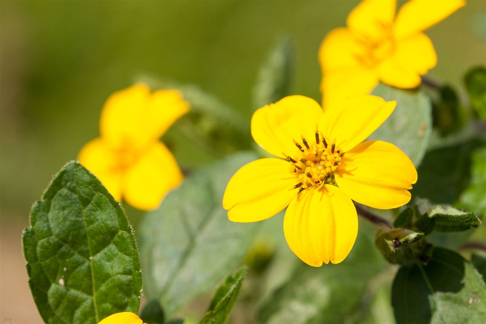 Pflanzen für Dich Staude Chrysogonum virginianum, 1 St., Goldteppich, Goldstern, Goldsternblume