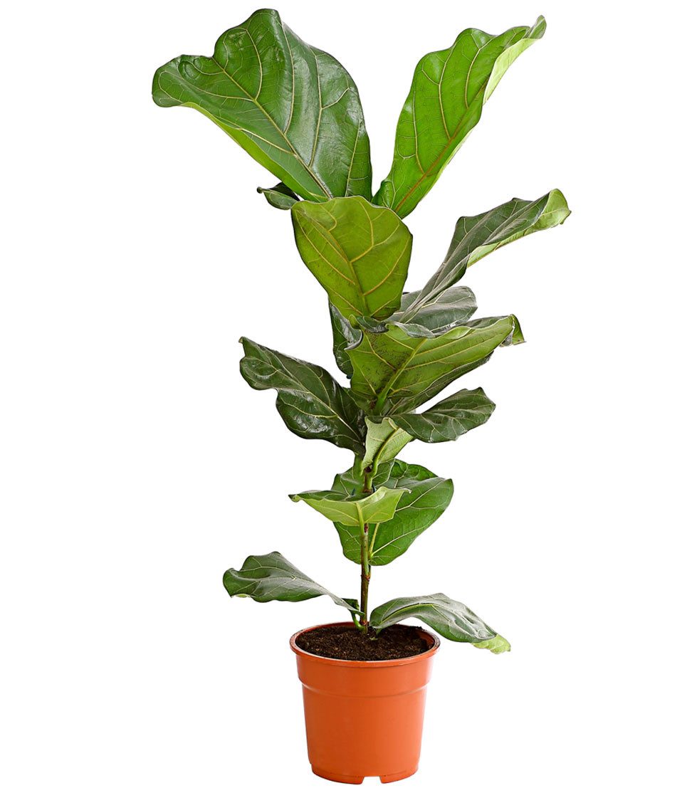 Dehner Zimmerpflanze Geigenfeige, Ficus lyrata, 65-75 cm, imposantes Blattwerk, leierblättriger Gummibaum