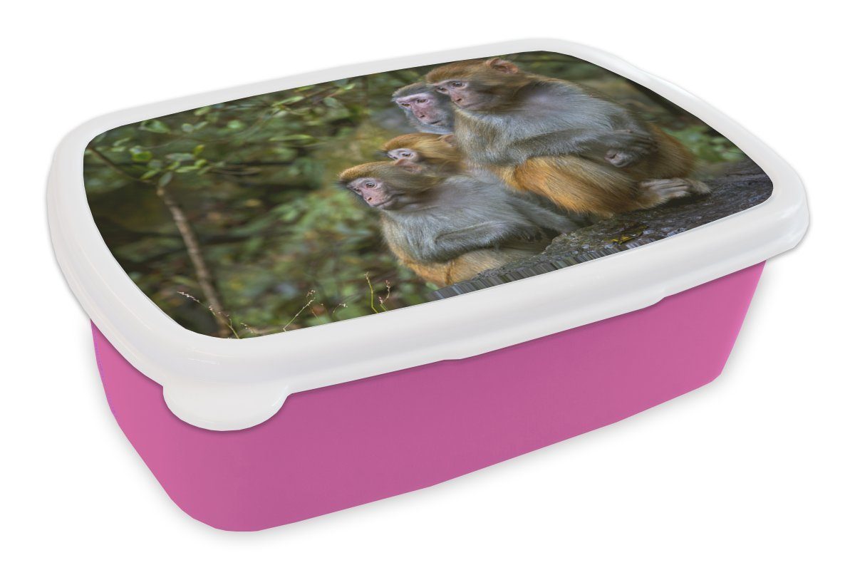 (2-tlg), für MuchoWow rosa Erwachsene, Mädchen, - Brotbox - Affen Snackbox, Kunststoff Steine Kinder, Brotdose Wald, Kunststoff, Lunchbox