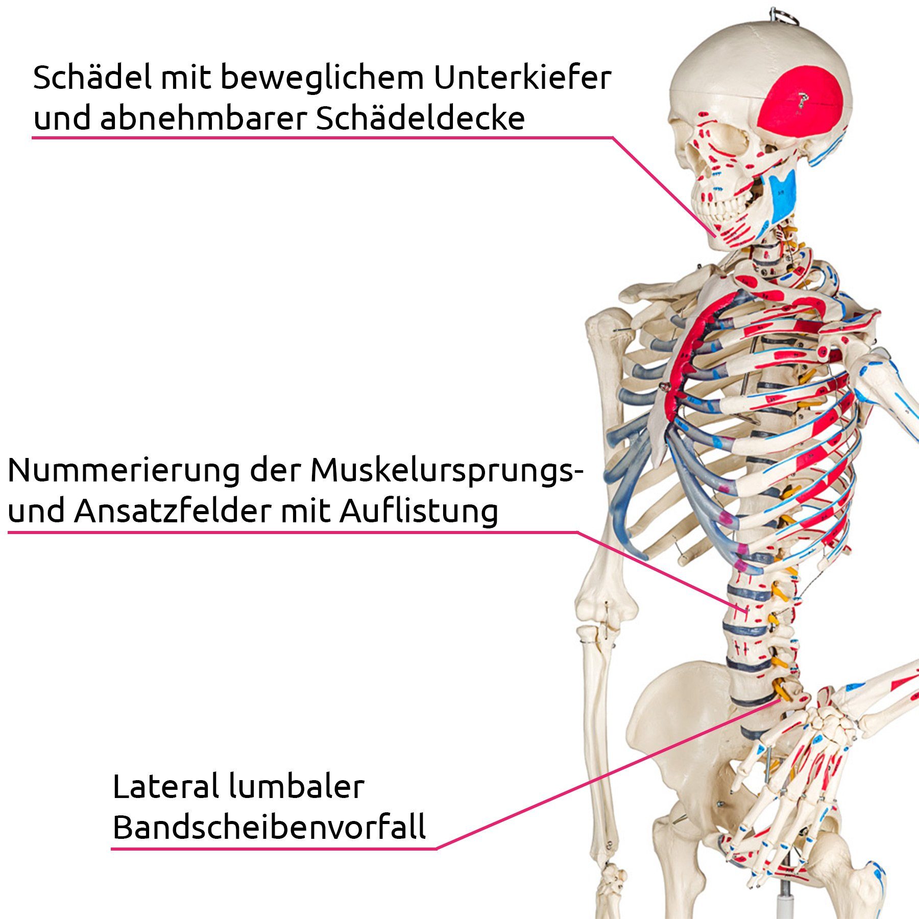 tectake Dekoobjekt Günni Anatomie-Skelettmodell - Lebensgroß mit Muskelmarkierung (Einzelartikel, 1 St), Schädel zum Öffnen, bewegliche Gelenke und abnehmbare Extremitäten