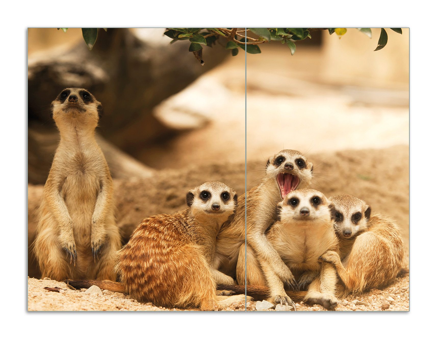 Wallario Herd-Abdeckplatte Niedliche Erdmännchen kuscheln im Sand, ESG-Sicherheitsglas, (Glasplatte, 2 tlg., inkl. 5mm Noppen), verschiedene Größen