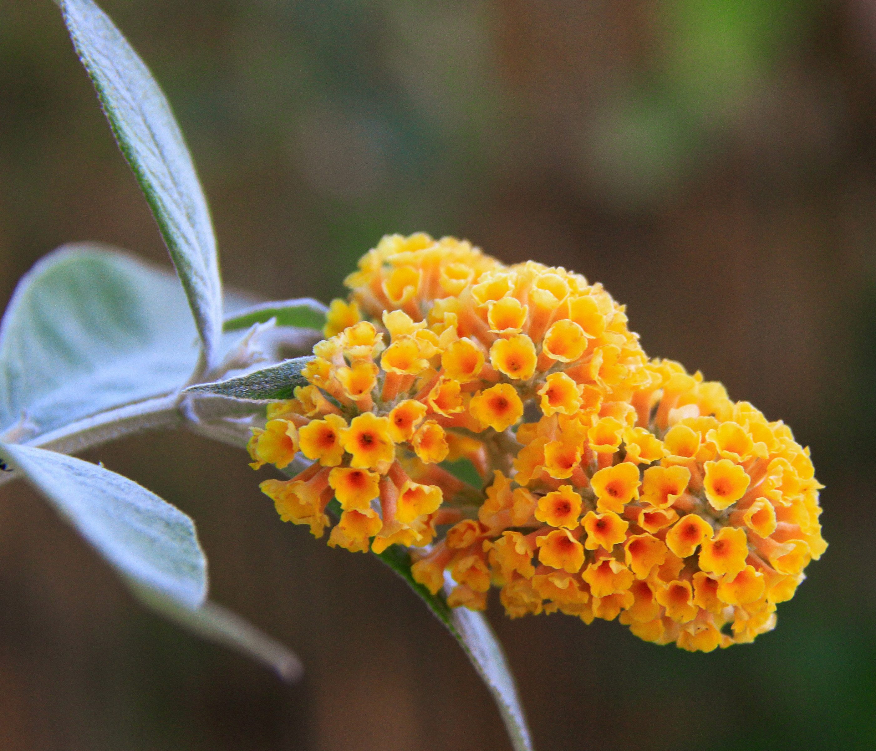 Dehner Zierstrauch Gelber Sommerflieder, Buddleja x weyeriana, Rarität, winterharter Zierstrauch mit leuchtend gelben Blütenrispen