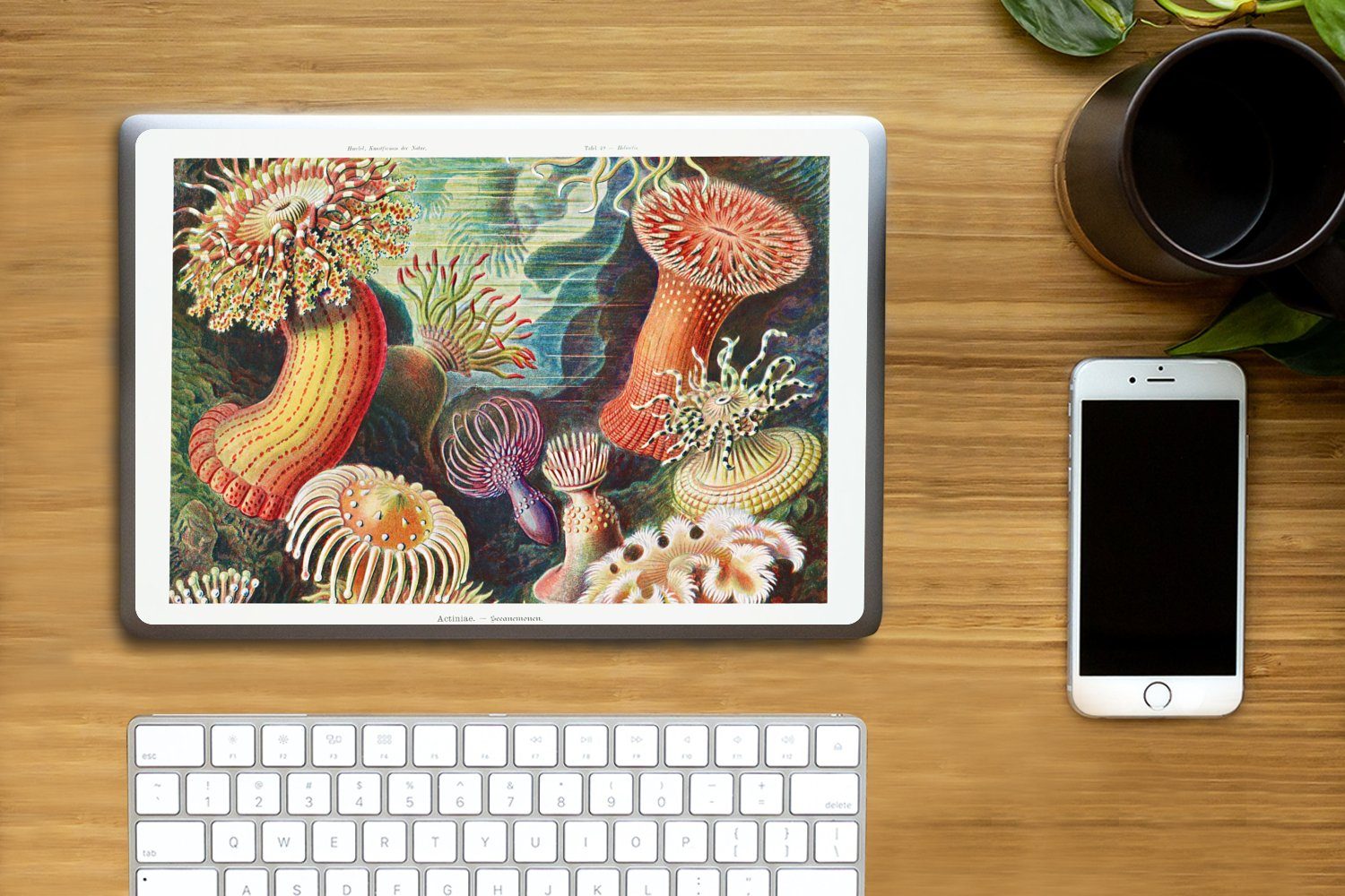 Thumbnail - MuchoWow Laptop-Aufkleber Ernst Haeckel - Anemone - Retro - Natur - Pflanzen - Meer, (1tlg), Laptop Folien Cover, Aufkle...