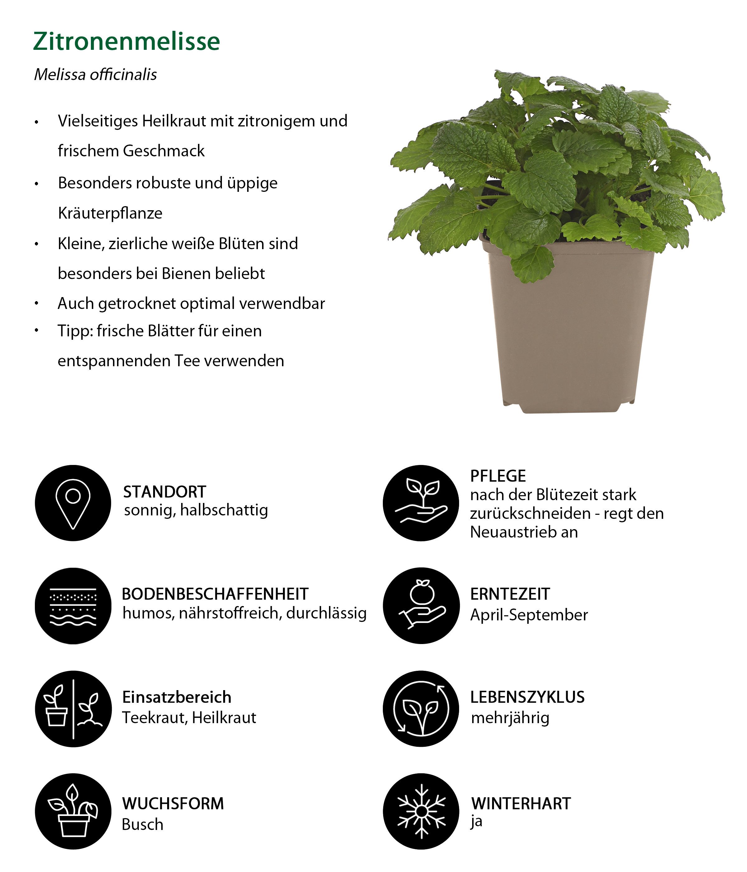 Dehner Gewürzkraut Bienen Kräuter 6er Set, je 10-20 cm, Ø Topf 9 cm, insekten- und bienenfreundliche Kräuterpflanzen, aromatisch