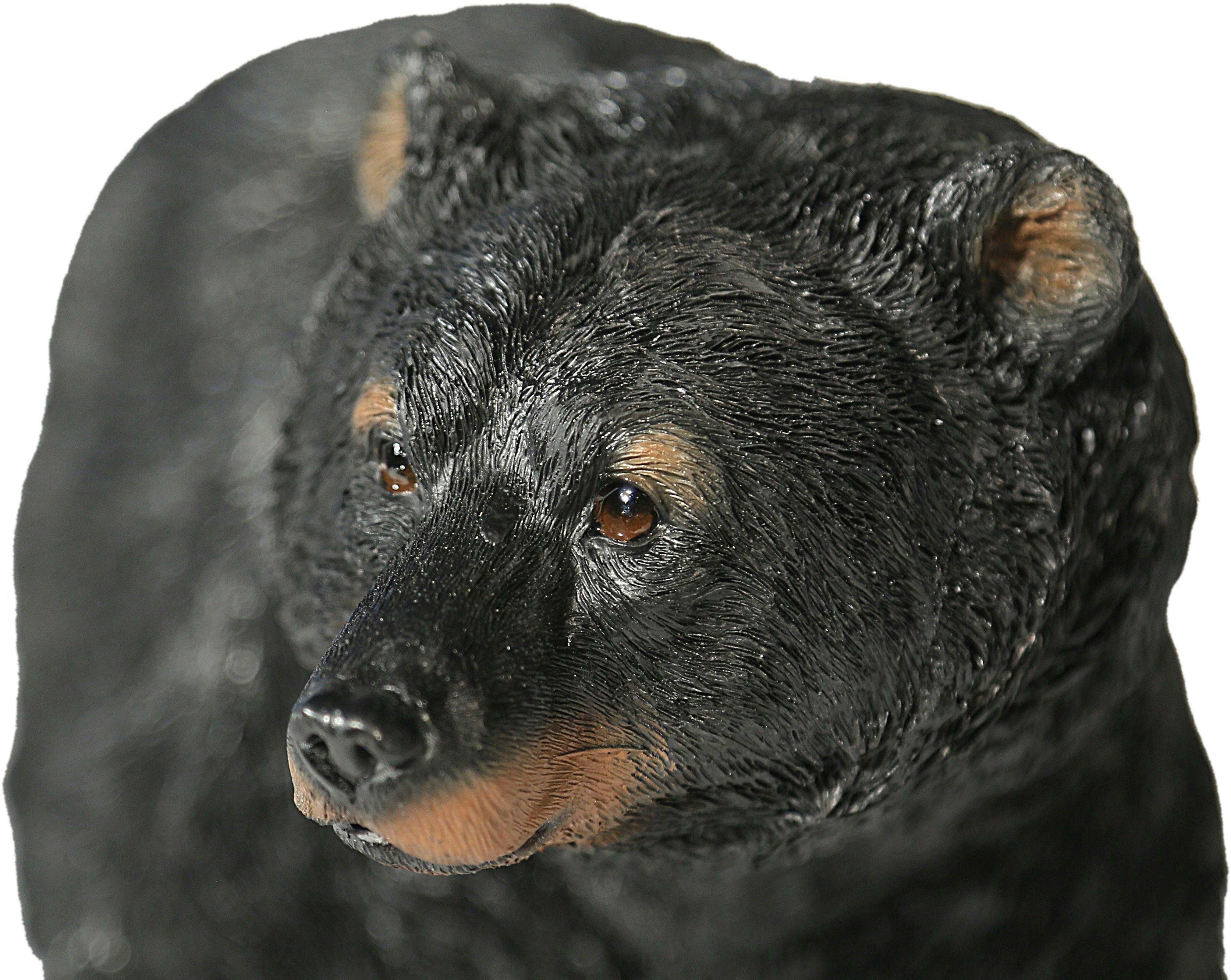 Casa Collection by Jänig Tierfigur »Schwarzbär«-kaufen