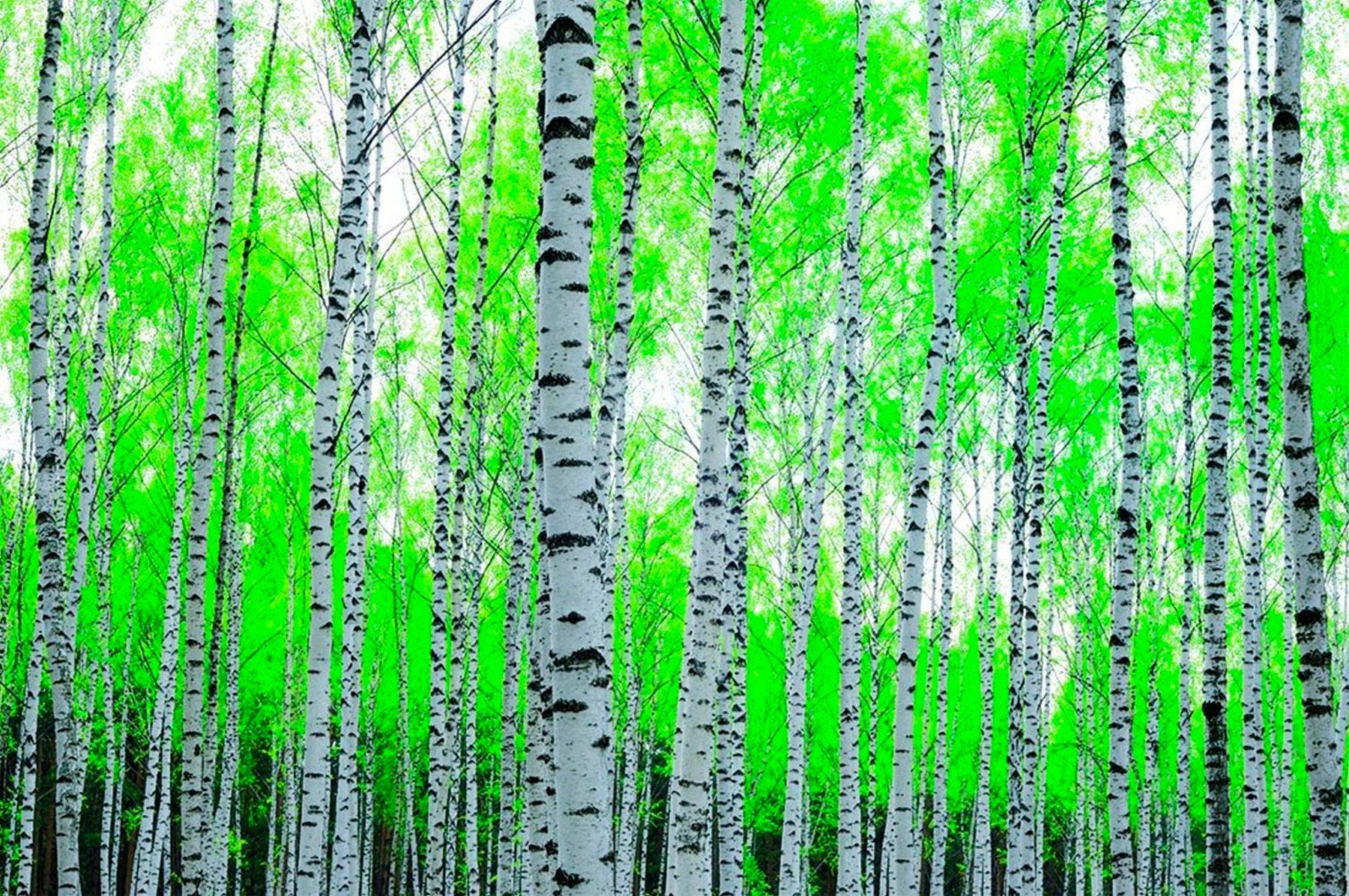 Papermoon Fototapete Birch Forest, glatt