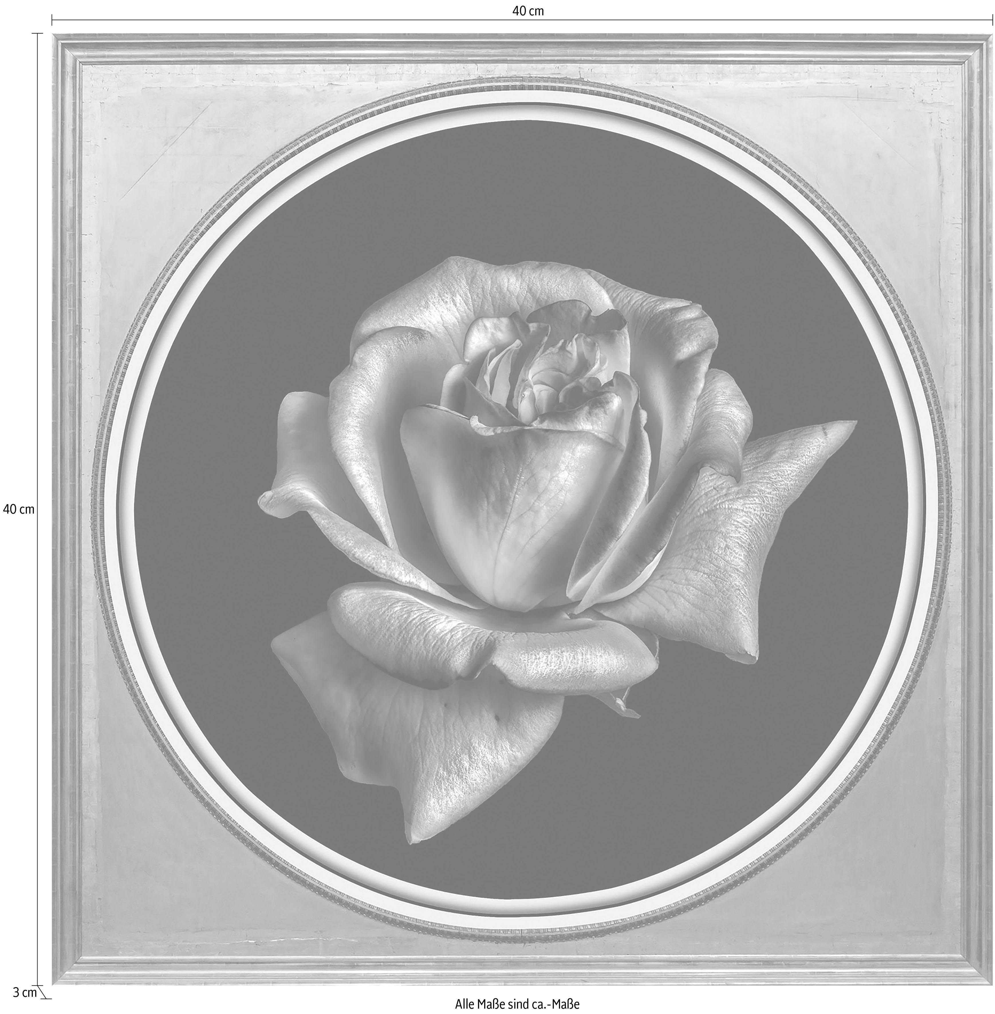 queence Acrylglasbild »Rose«-Otto