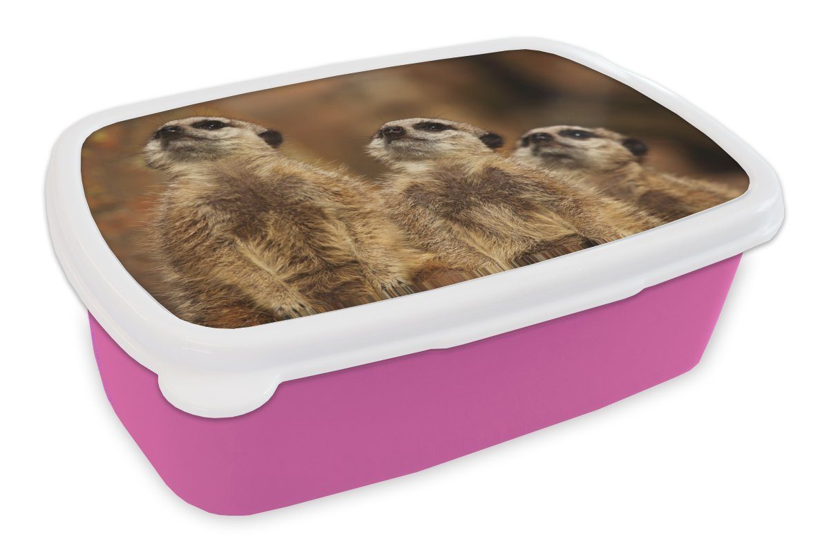 MuchoWow Lunchbox Sonne - Erdmännchen - Familie, Kunststoff, (2-tlg), Brotbox für Erwachsene, Brotdose Kinder, Snackbox, Mädchen, Kunststoff rosa