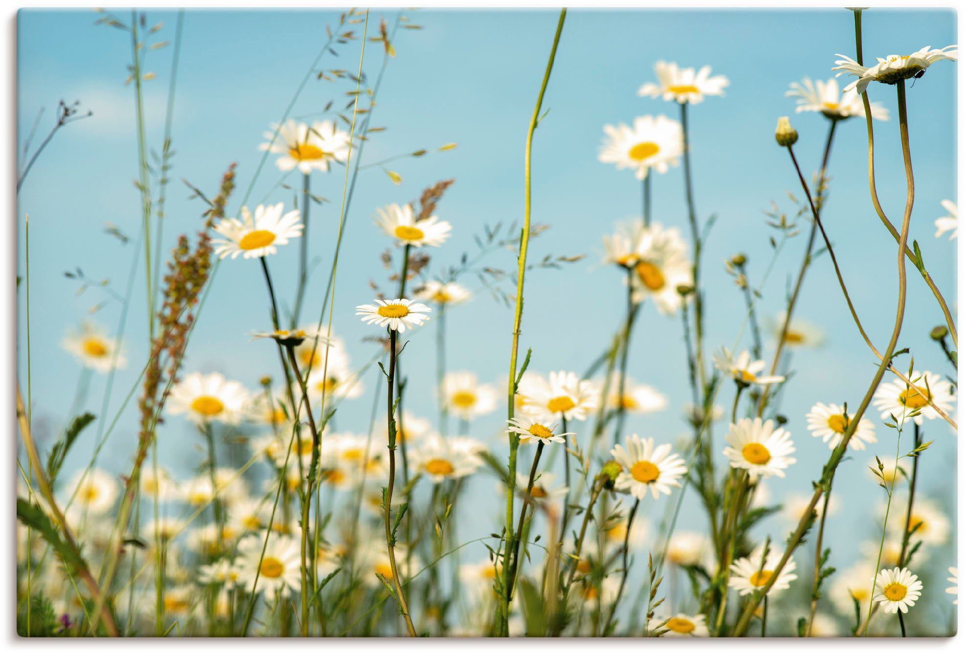 Artland Wandbild Margeriten vor Sommer Himmel, Blumenbilder (1 St), als Leinwandbild, Wandaufkleber in verschied. Größen