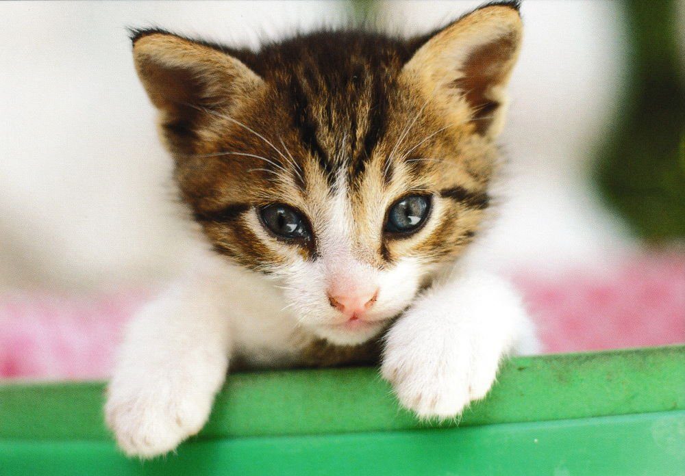 * Kätzchen Postkarte mit 18 "Kittens chatons" nbuch Katzen-Motiven süßen *
