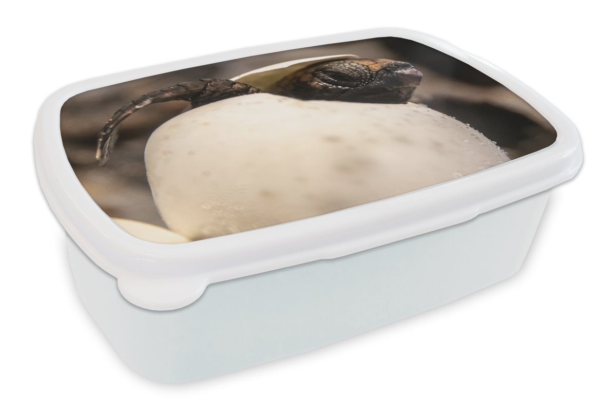 MuchoWow Lunchbox Schildkröte - Baby - Ei, Kunststoff, (2-tlg), Brotbox für Kinder und Erwachsene, Brotdose, für Jungs und Mädchen weiß