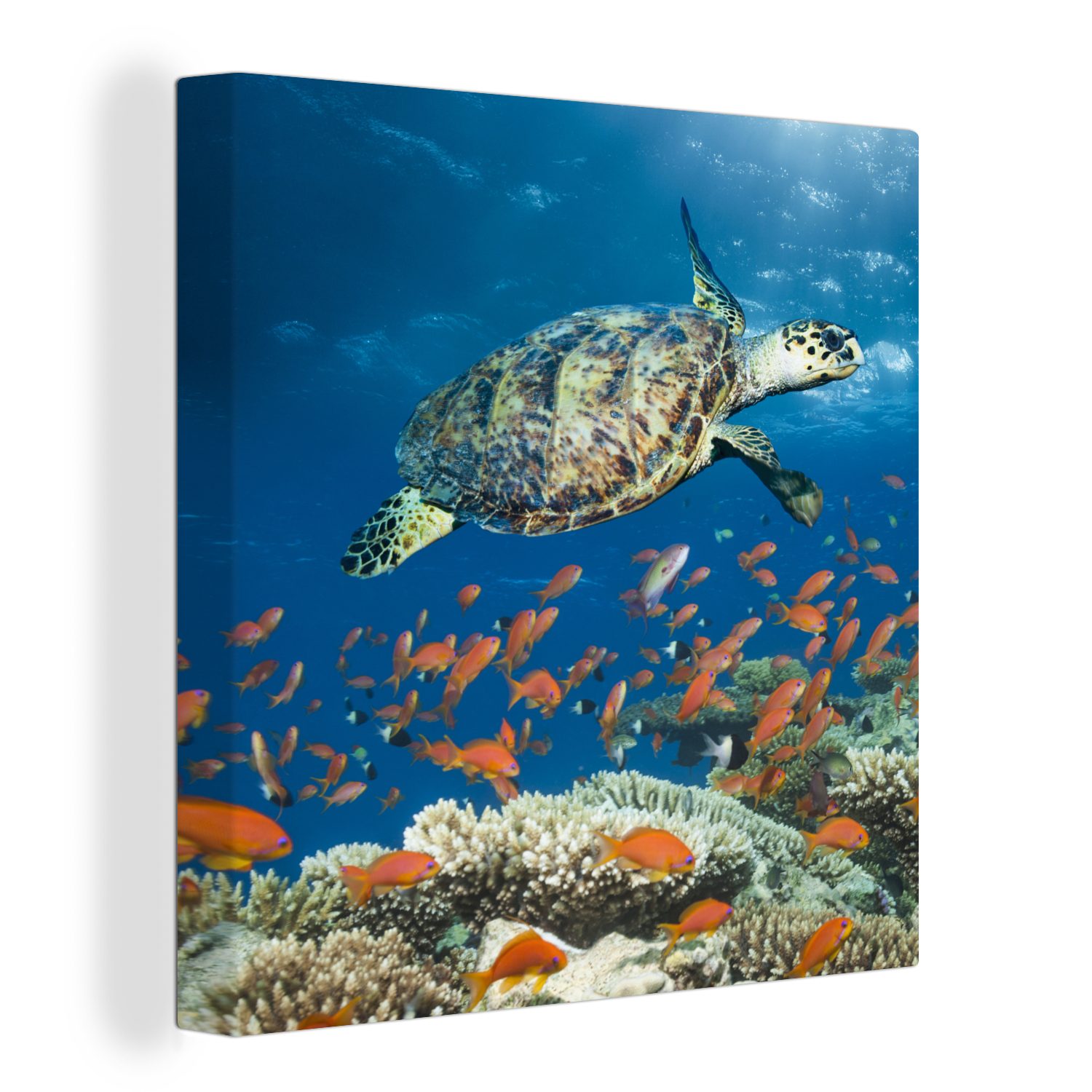 OneMillionCanvasses® Leinwandbild Korallenriff mit Schildkröte, (1 St), Leinwand Bilder für Wohnzimmer Schlafzimmer