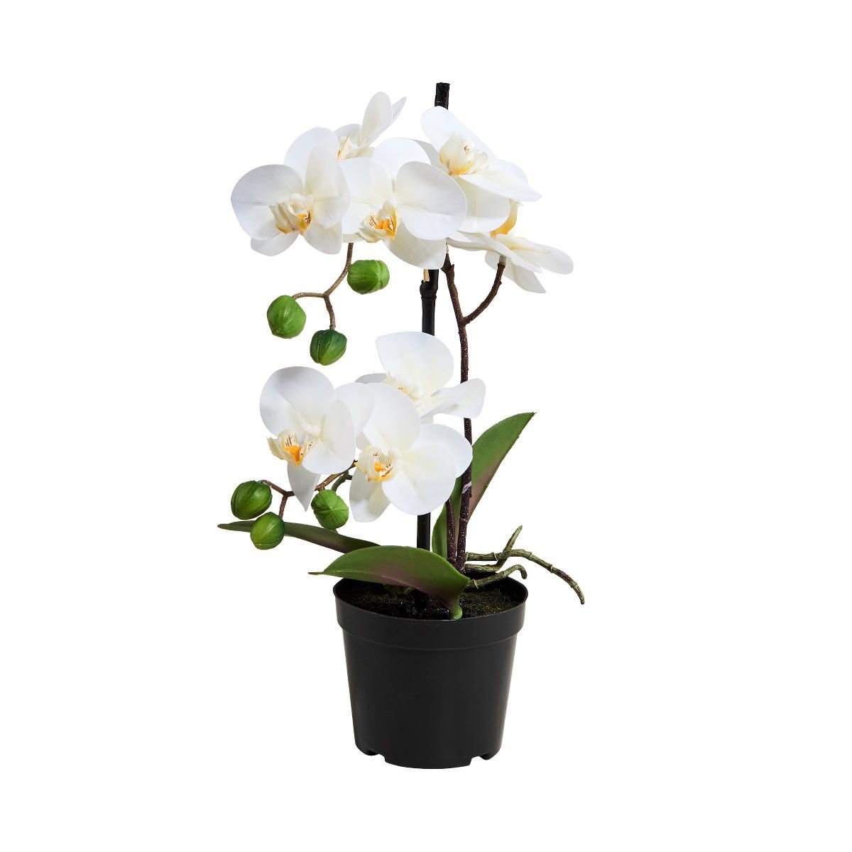 FLORISTA »Orchidee im Topf 35 cm« FLORISTA »Orchidee im Topf 35 cm«