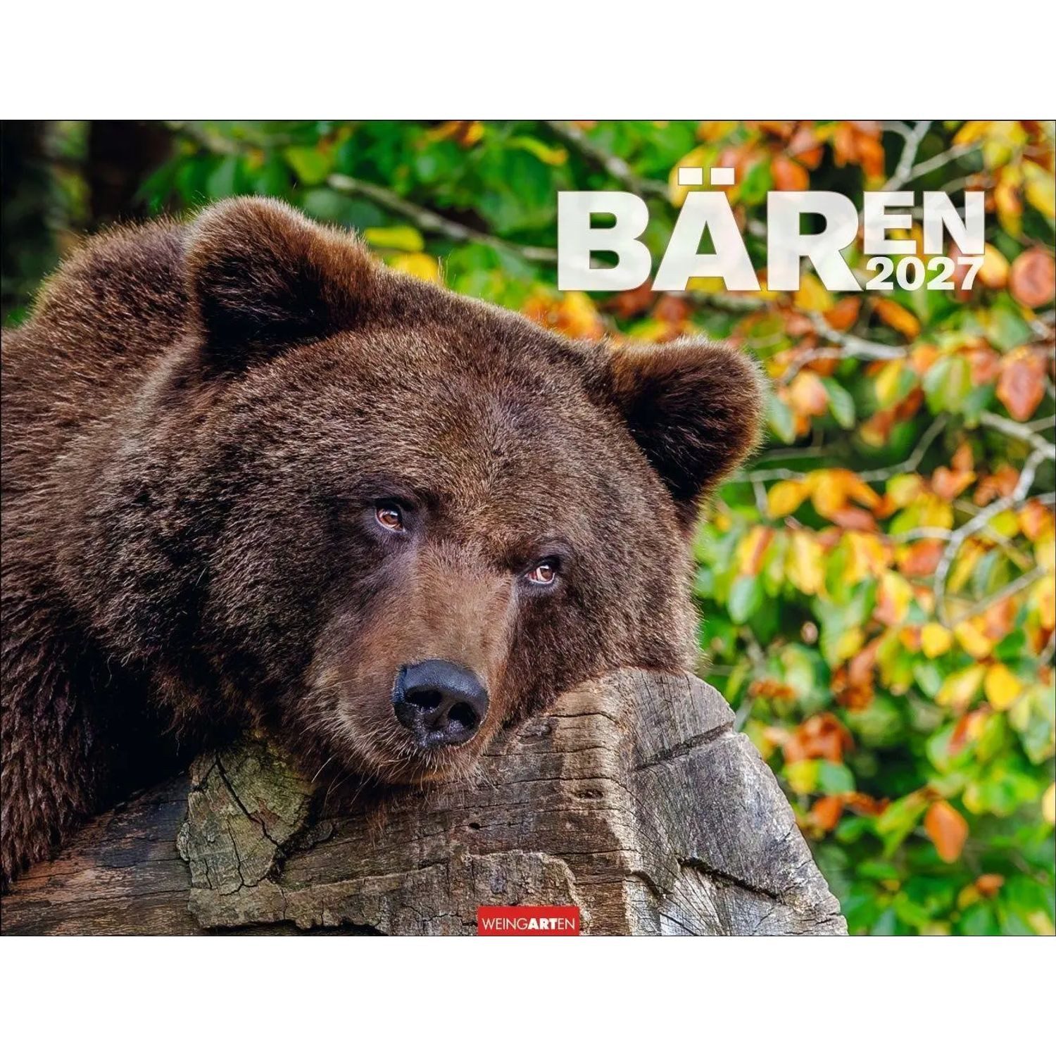 Wandkalender Bären Kalender 2027
