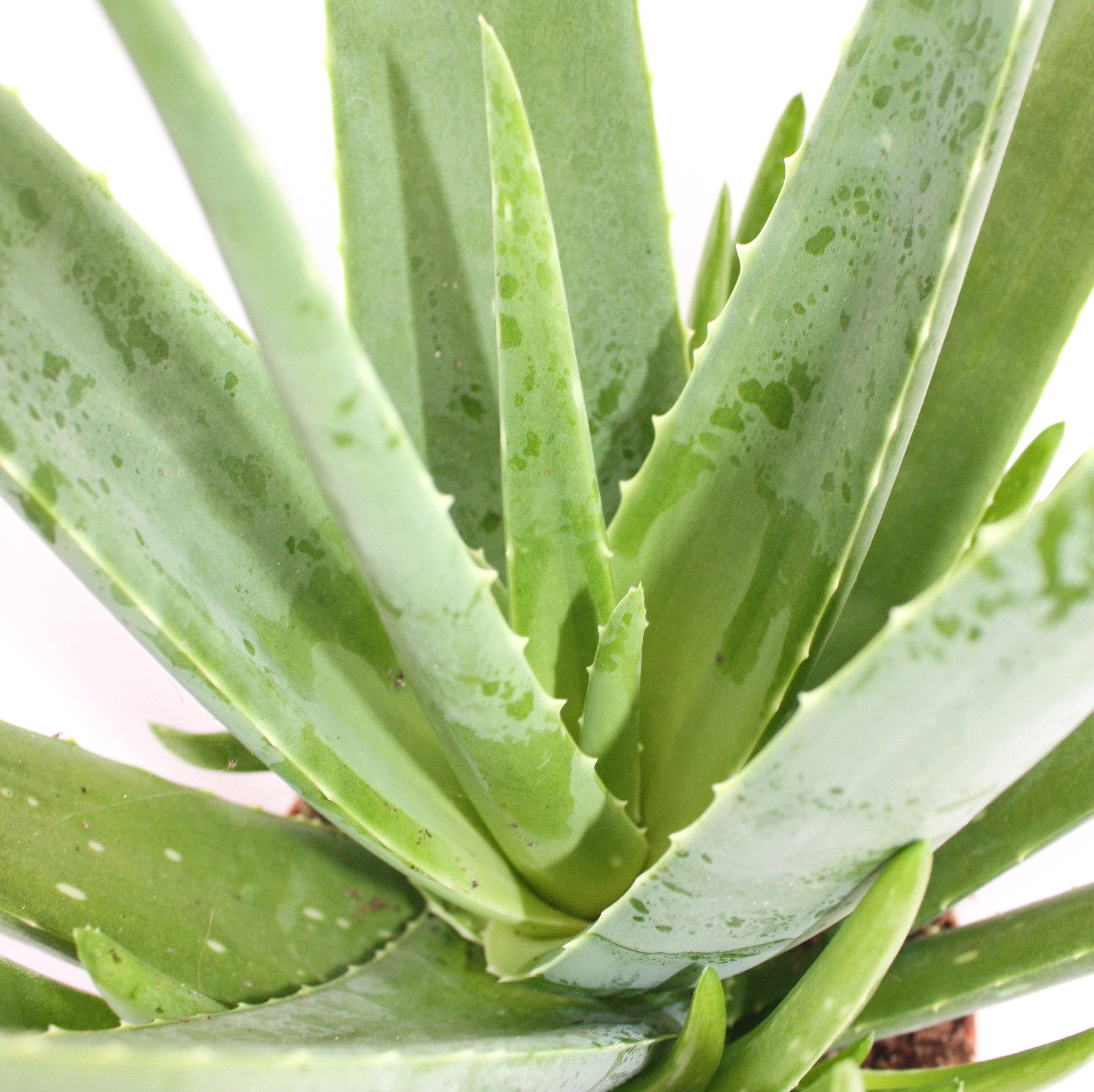 Exotenherz Sukkulente Aloe vera - ca. 4-5 Jahre alt - 15cm Topf