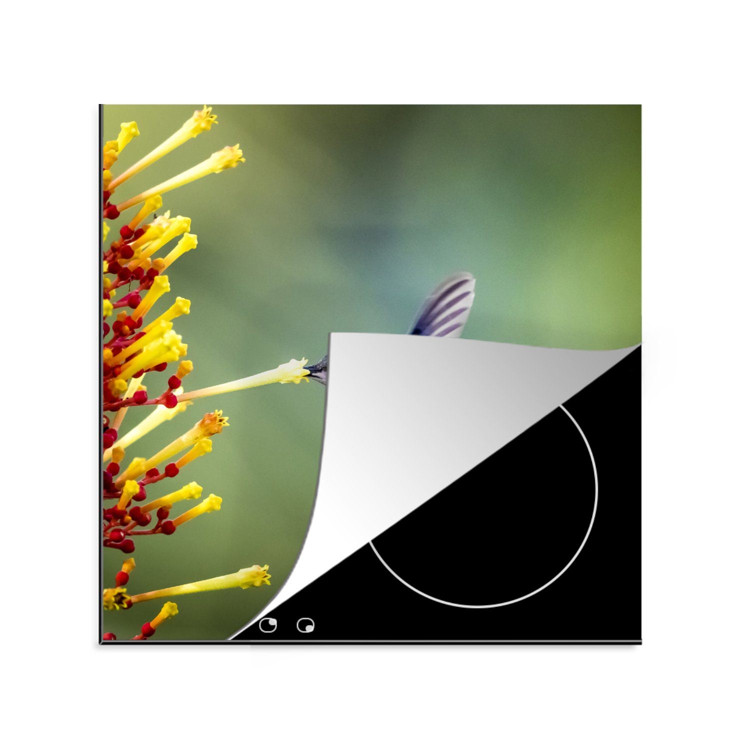 MuchoWow Herdblende-/Abdeckplatte Purpurkronige Waldnymphe im Nationalpark von Costa Rica, Vinyl, (1 tlg), 78x78 cm, Ceranfeldabdeckung, Arbeitsplatte für küche