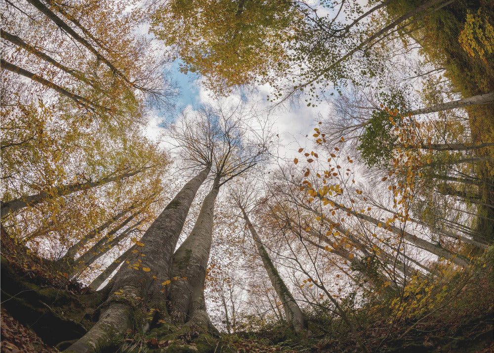 Fototapete Selbstklebend, "Forest"