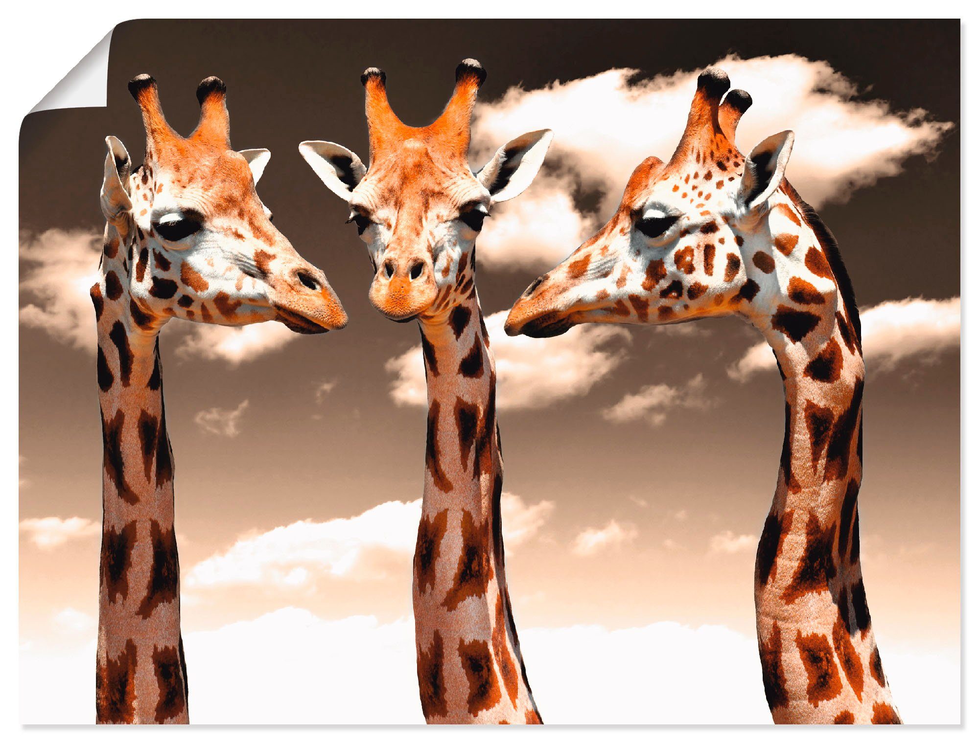 in Größen Wildtiere Artland oder Poster Leinwandbild, (1 als Alubild, St), versch. Giraffe_sepia, Wandaufkleber Wandbild