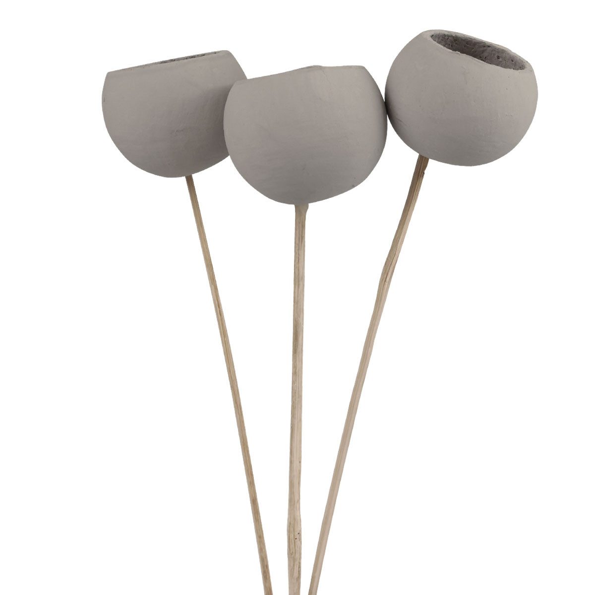 Trockenblume Trockenblumen Dekoration Bell Cups für Floristik und, 3 Stück, DIJK, Höhe 5 cm