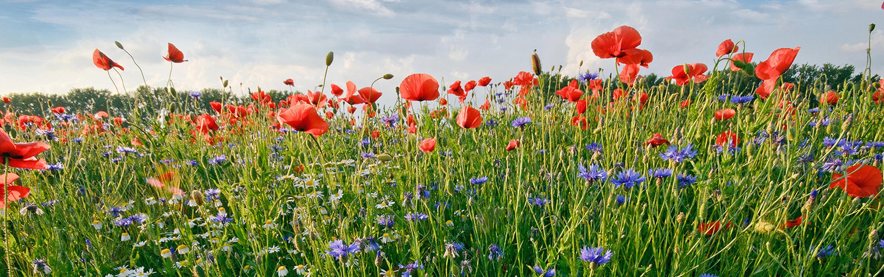 wandmotiv24 Küchenrückwand Blumenwiese, (1-tlg), Premium Hartschaum in Nischenrückwand Größen versch