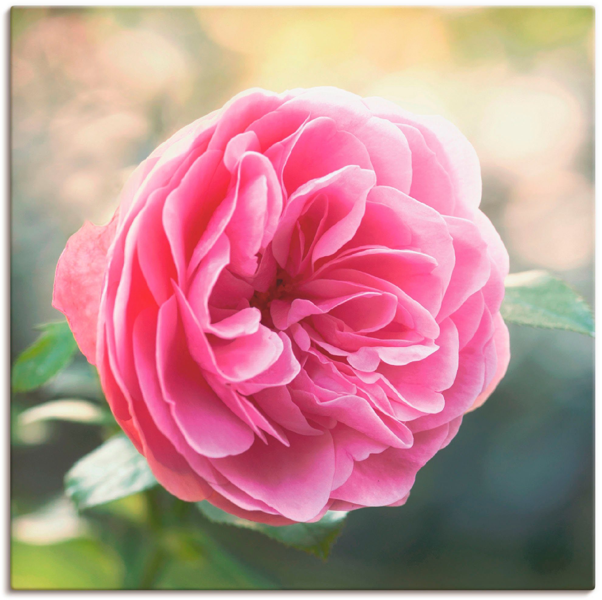 Gegenlicht, Größen Rosa Rose Leinwandbild, Artland oder versch. St), Wandbild im in Blumen Wandaufkleber als Poster (1