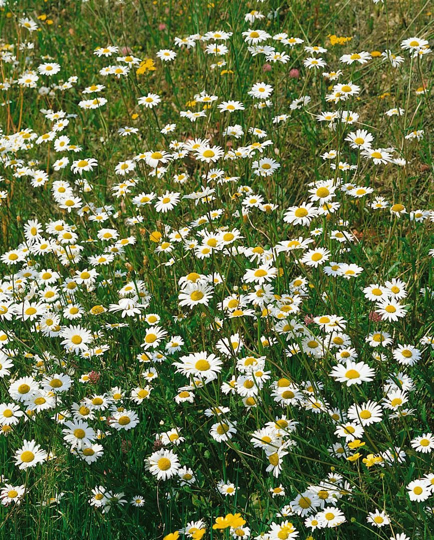 Pflanzen für Dich Staude Tanacetum parthenium, 1 St., Mutterkraut, Falsche Kamille, Fieberkraut – Bild 2 von 5