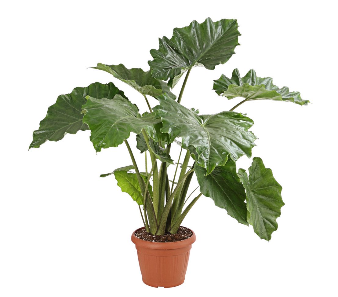 Dehner Zimmerpflanze Pfeilblatt, Alocasia portodora, ca. 120-130 cm, Ø Topf 34 cm, große, gewellte Blätter und zart gemusterte Stiele