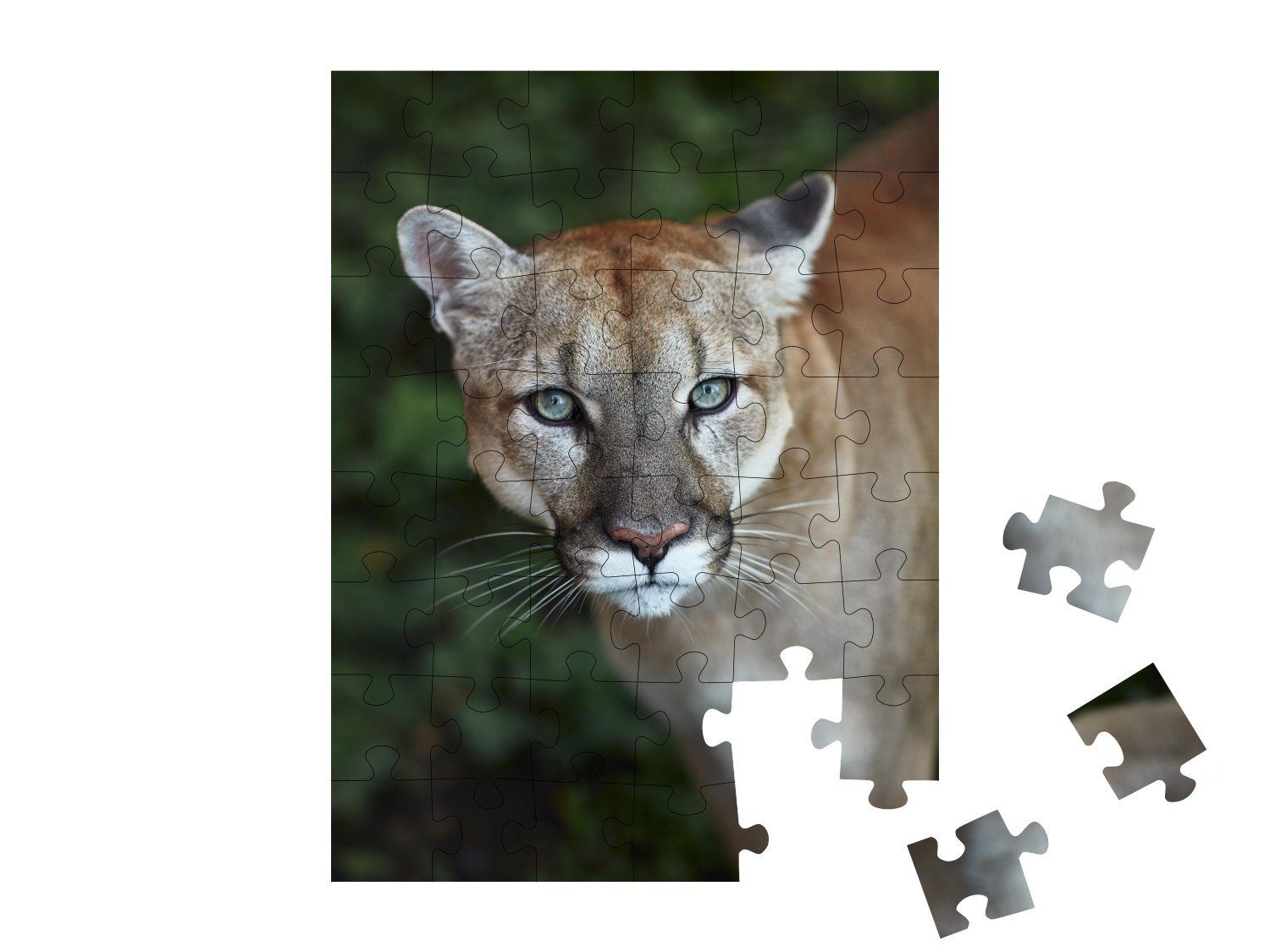 puzzleYOU Puzzle Puzzleteile, puzzleYOU-Kollektionen 48 Puma, in Auge Auge mit Puma einem