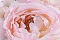 Kunstpflanze »Rosen im Glas« Rosen, I.GE.A., Höhe 18 cm, Bild 8