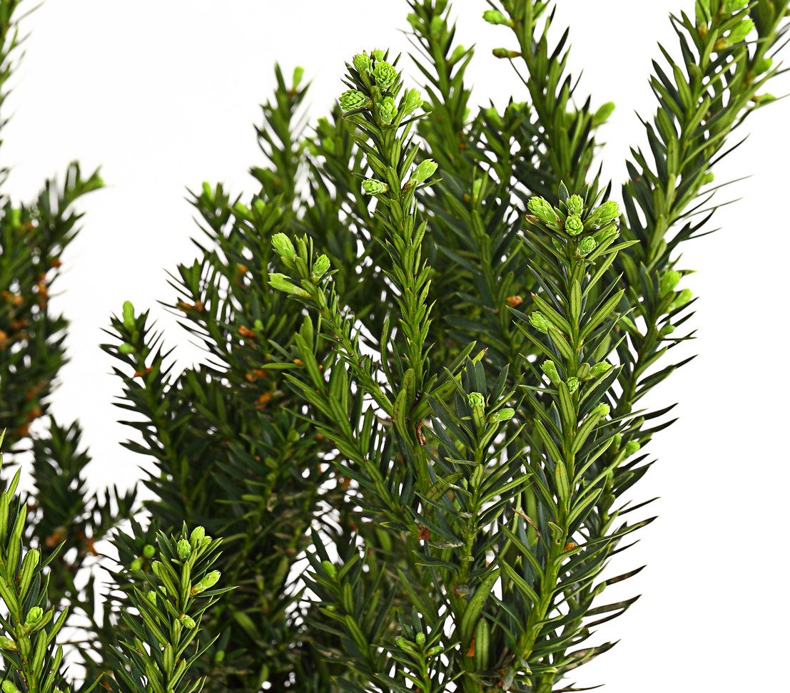 Dehner Hecken Becher-Eibe Hillii, 10 Pflanzen, für ca. 7 Meter Hecke, 90-100 cm, beliebtes Zier- und Formgehölz als Sichtschutz-Hecke