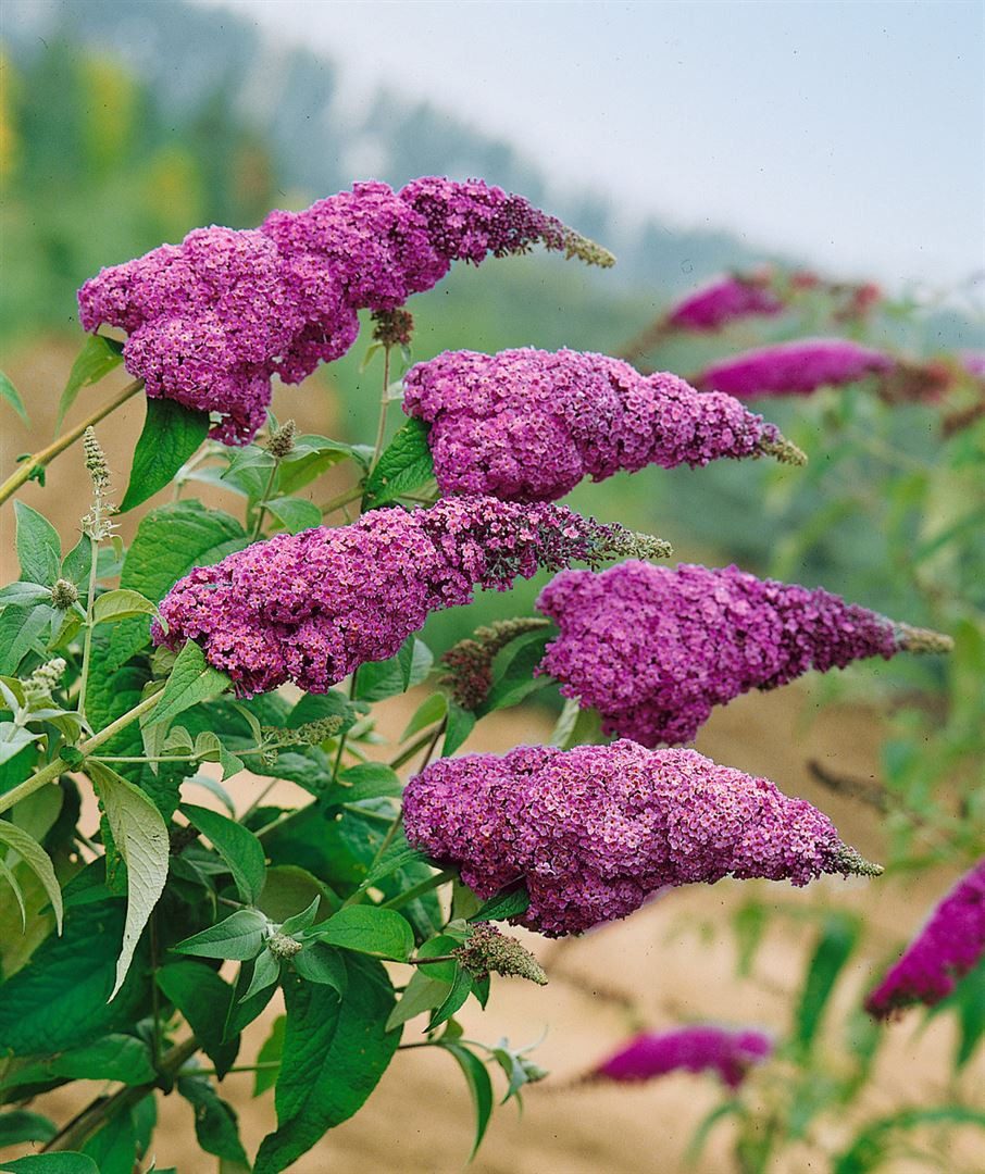 Thumbnail - Pflanzen für Dich Gehölze Buddleja davidii Ile de France, 1 St., Schmetterlingsflieder, Sommerflieder