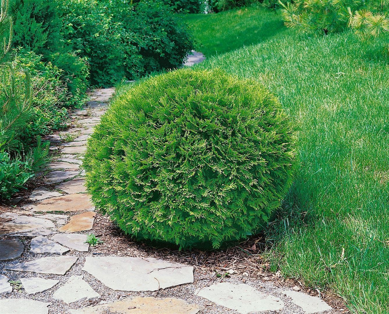 Pflanzen für Dich Konifere Thuja occ. Recurva Nana