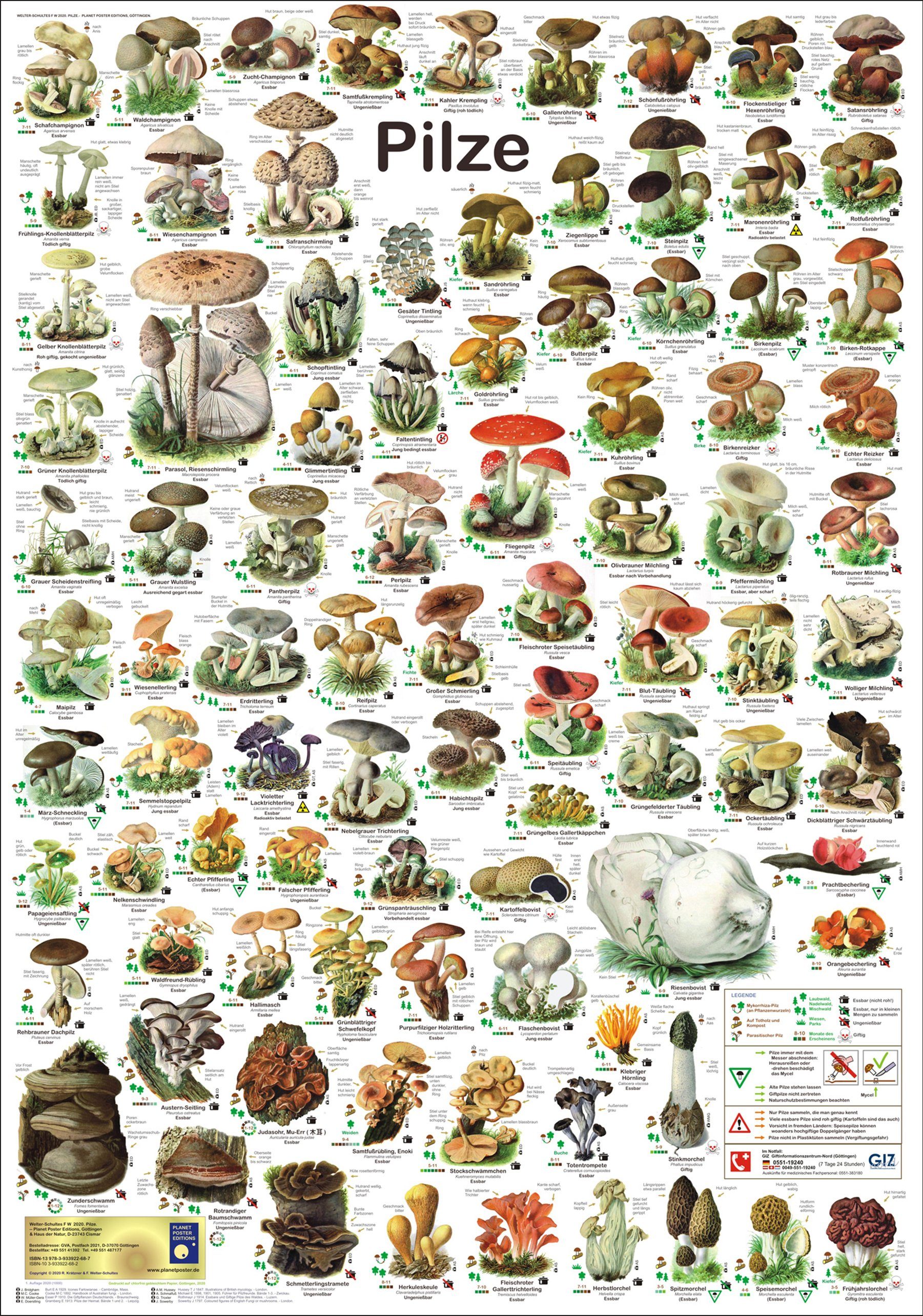 Close Up Poster Pilze Poster deutsch DIN A1 59,4 x 84,1 cm günstig online kaufen