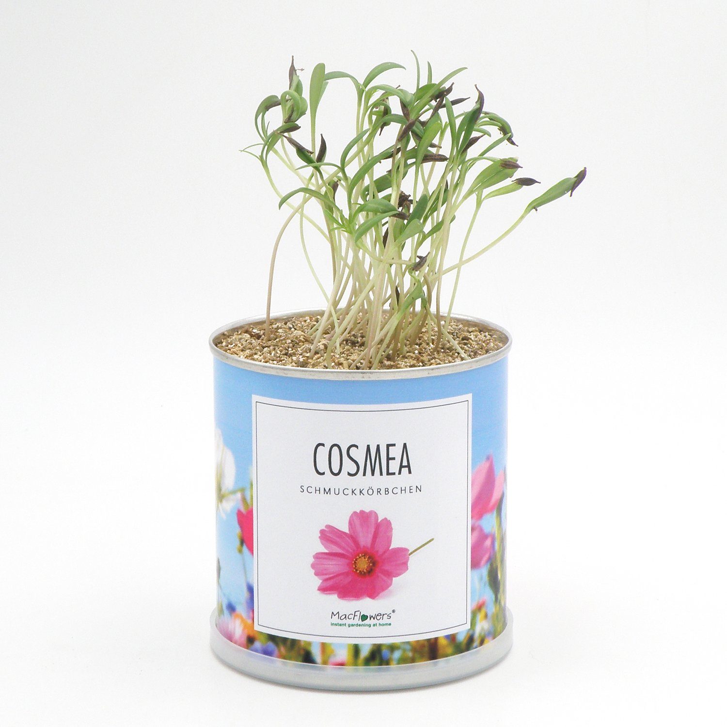 MacFlowers® Anzuchttopf Blumengrüße - Schmuckkörbchen - günstig online kaufen