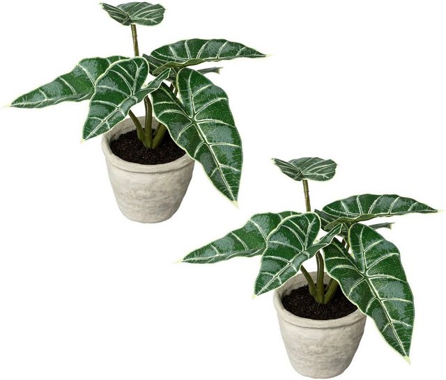 Künstliche Zimmerpflanze »Blattpflanze Alocasia« Alocasia, Creativ green, Höhe 20 cm, im Zementtopf, 2er Set-Otto