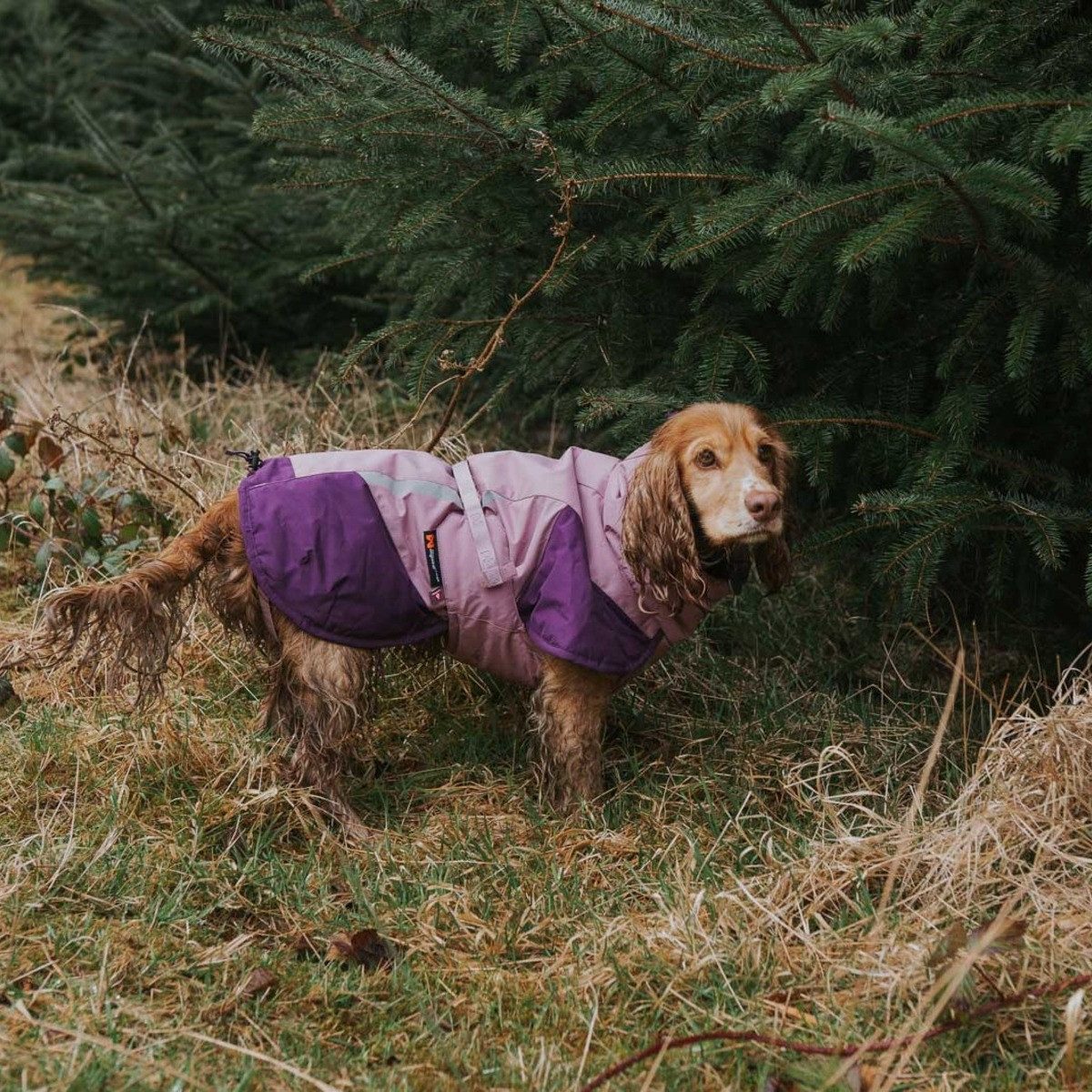 Non-stop dogwear Hundemantel Winterjacke Glacier Dog Jacket 3.0 purple